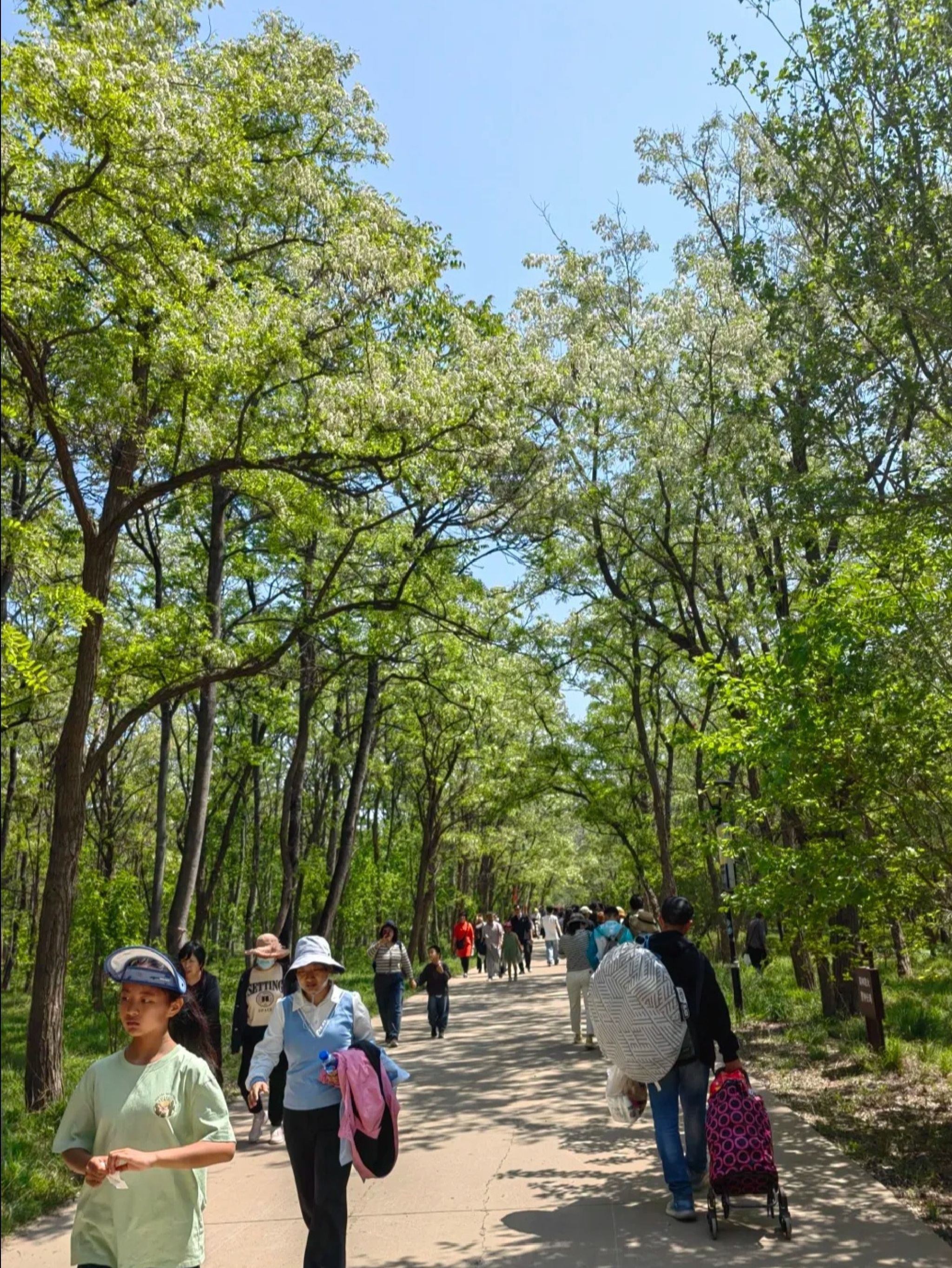 孤岛槐树林温泉旅游区旅行图片 1