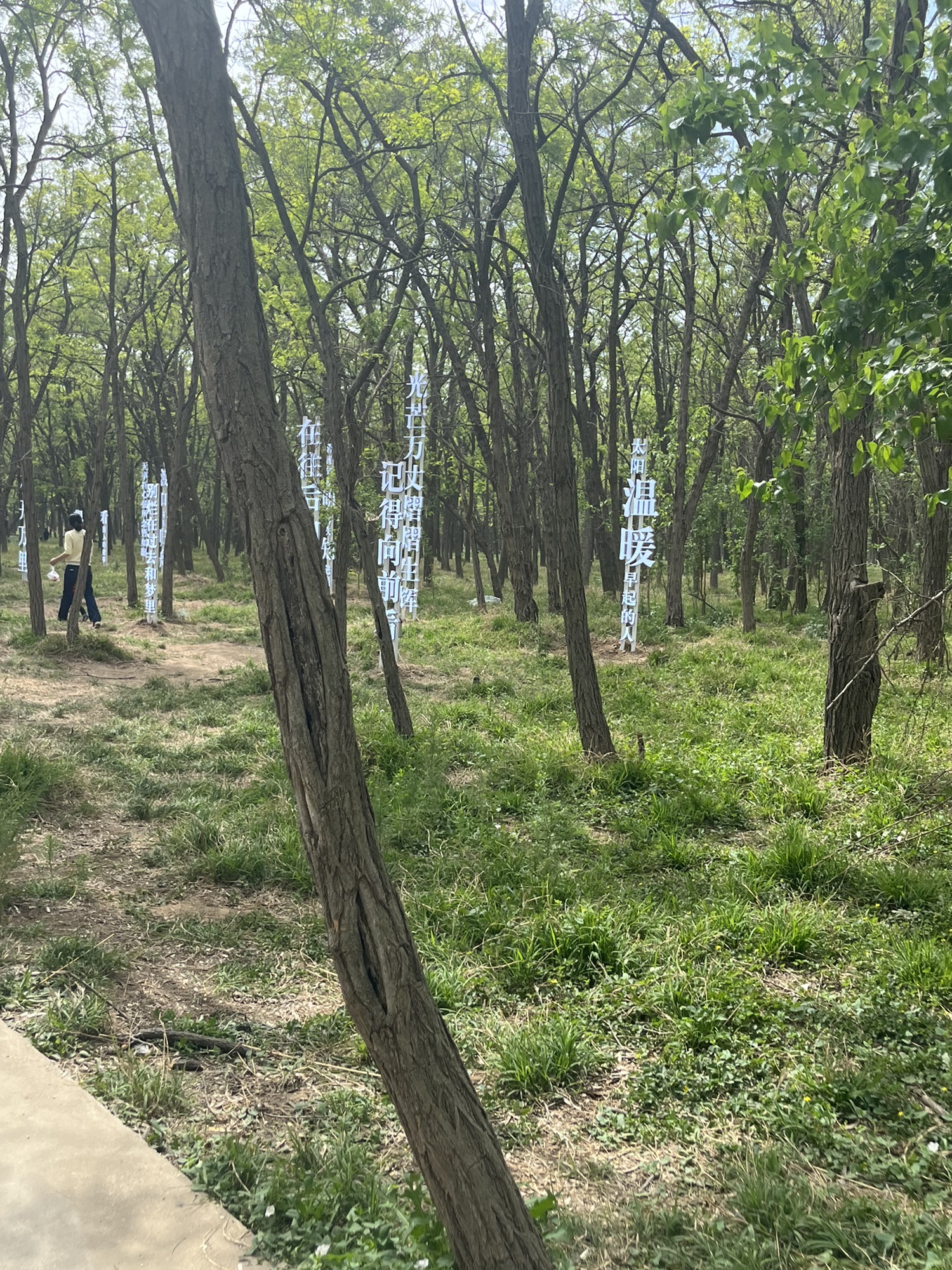 孤岛槐树林温泉旅游区旅行图片 3