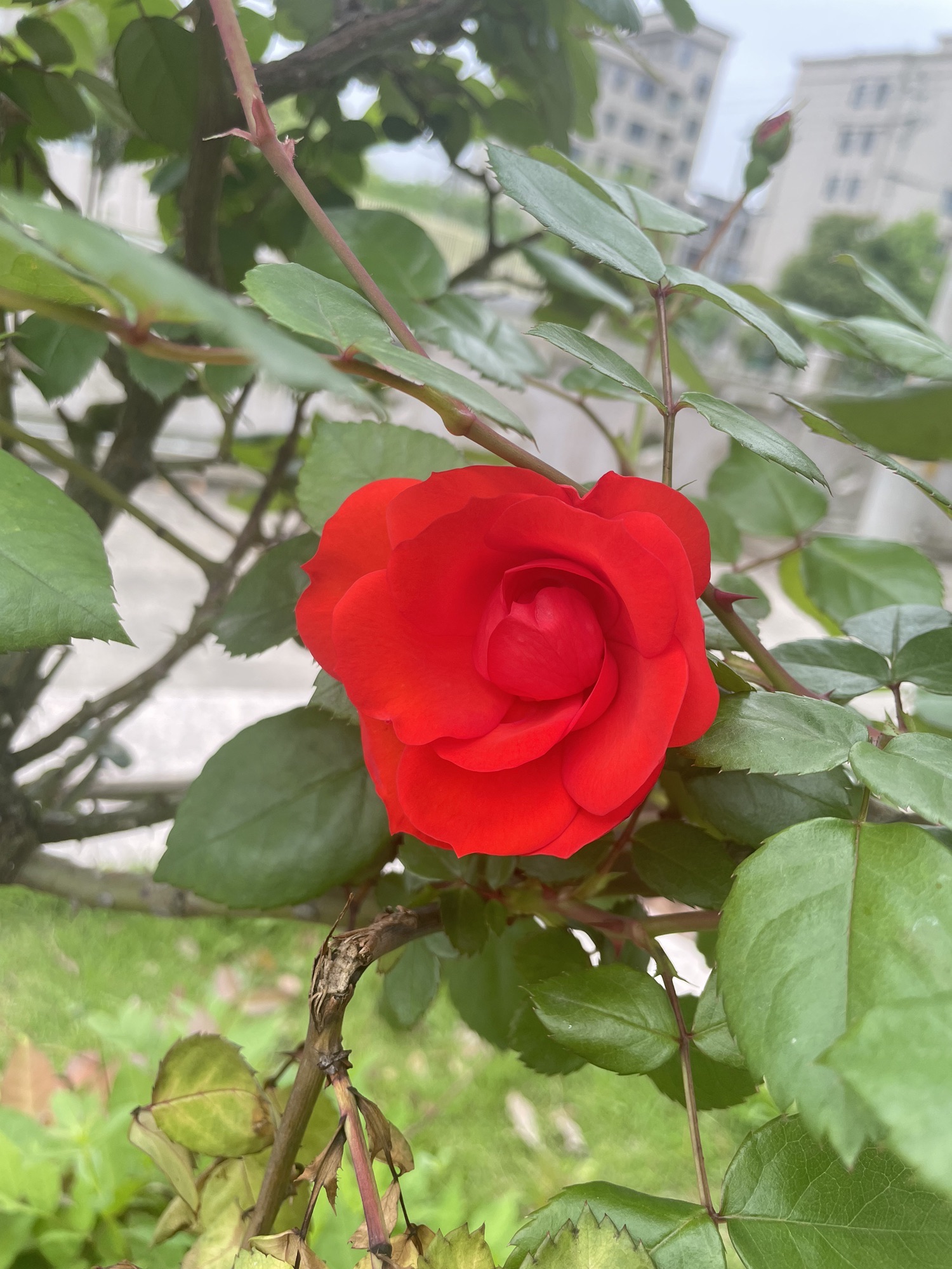河淇公园旅行图片 3