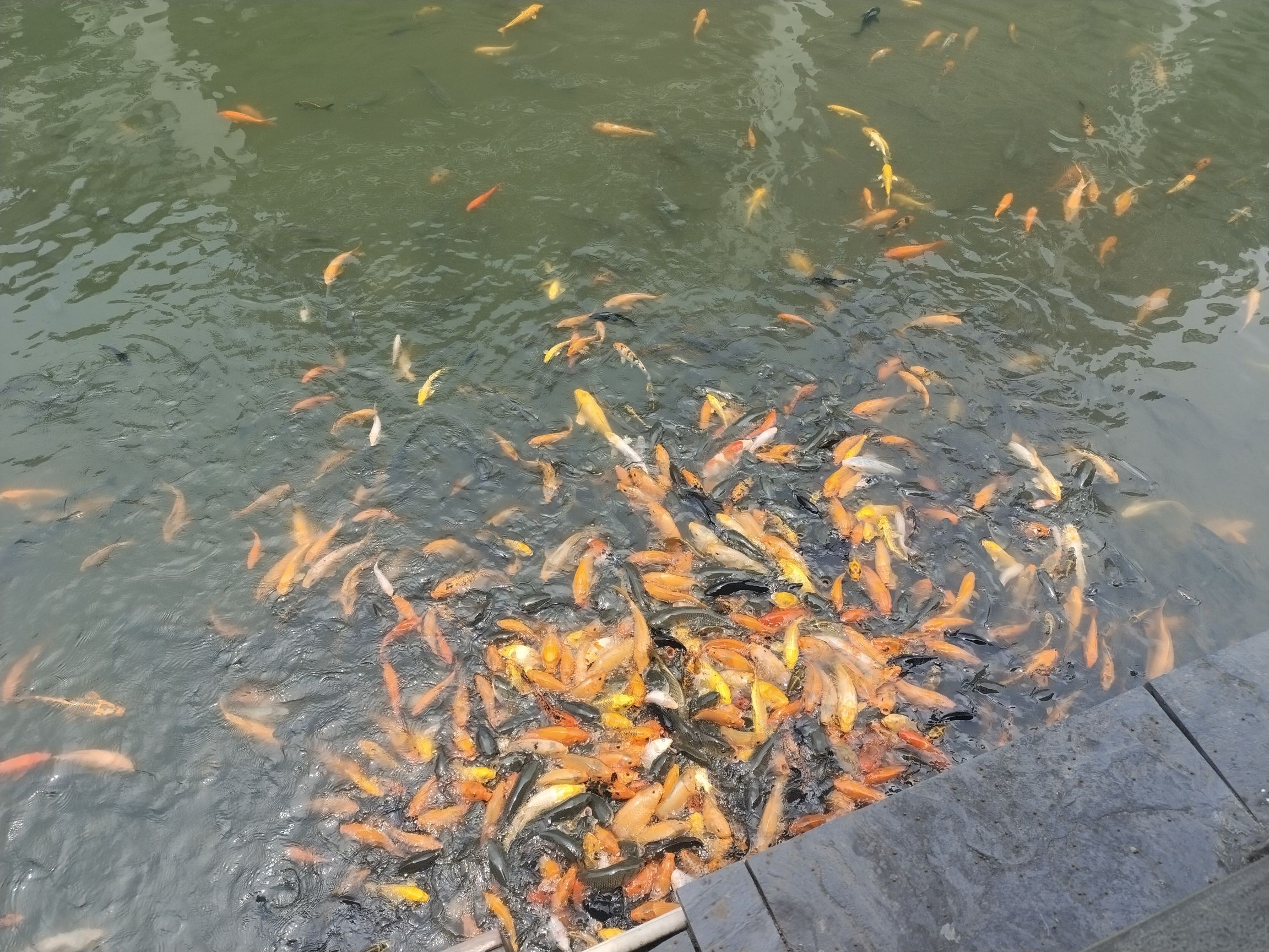 玉林市五彩田园风景区旅行图片 3