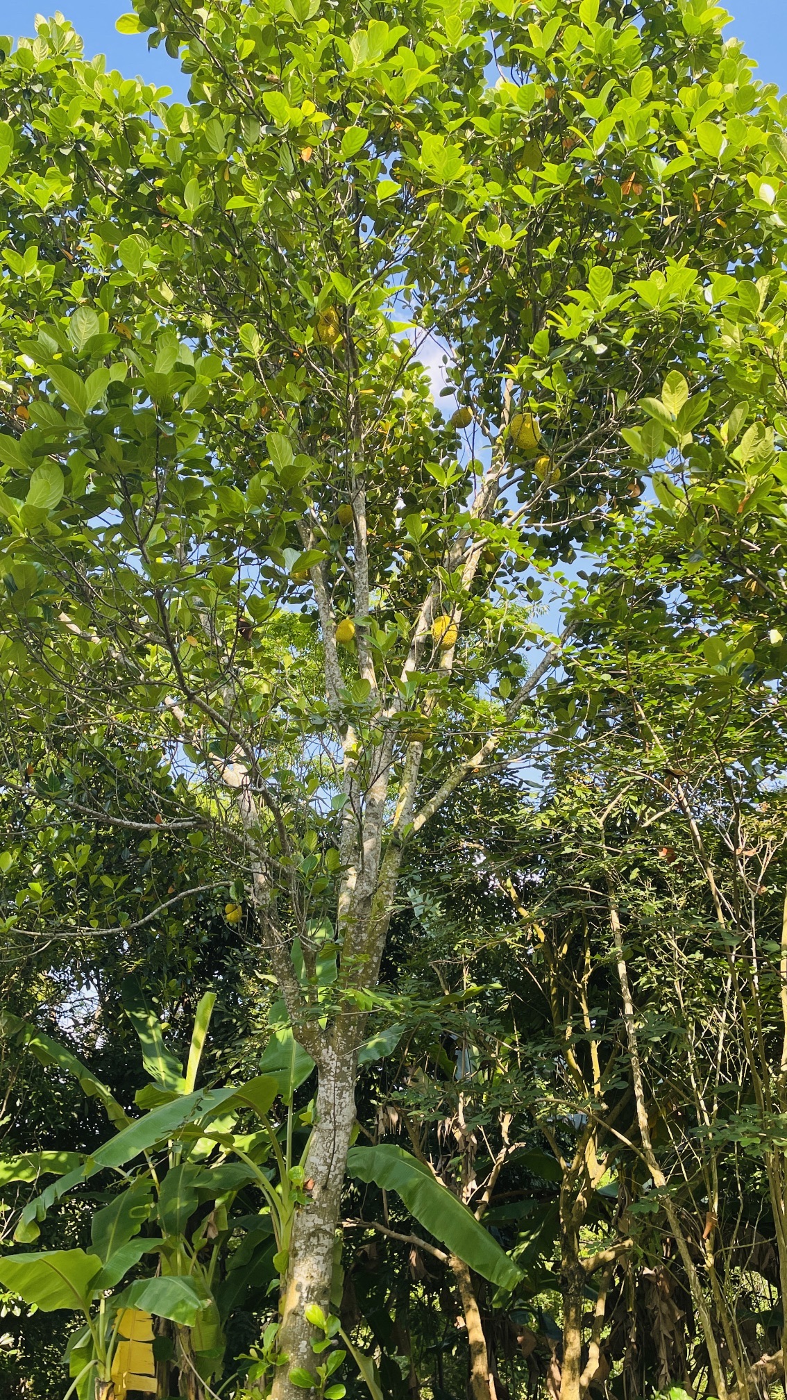 玉林市五彩田园风景区旅行图片 2