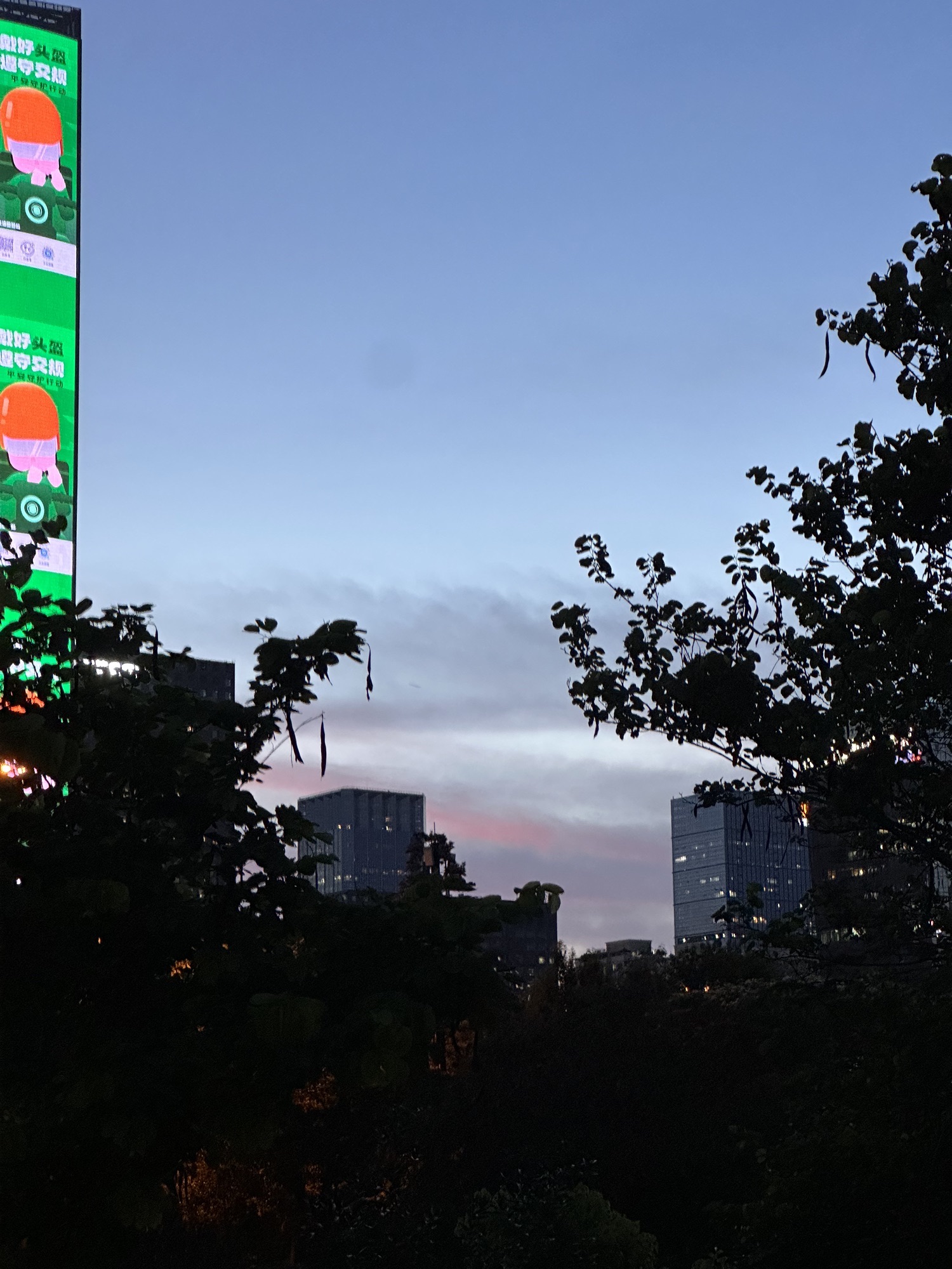 深圳中心公园交行林