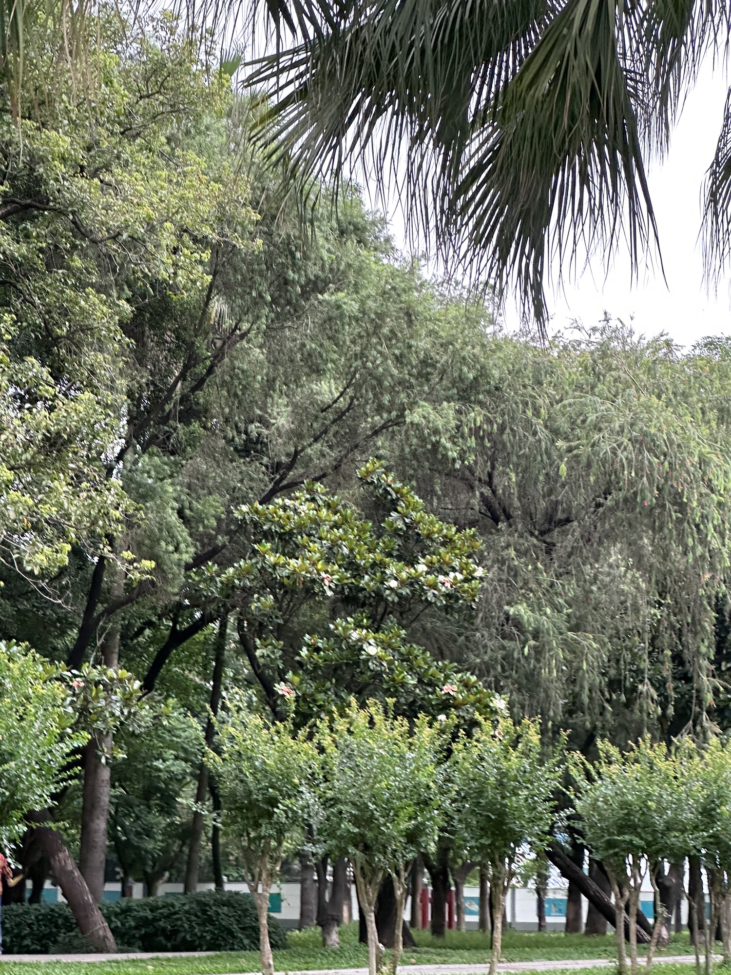 深圳中心公园交行林