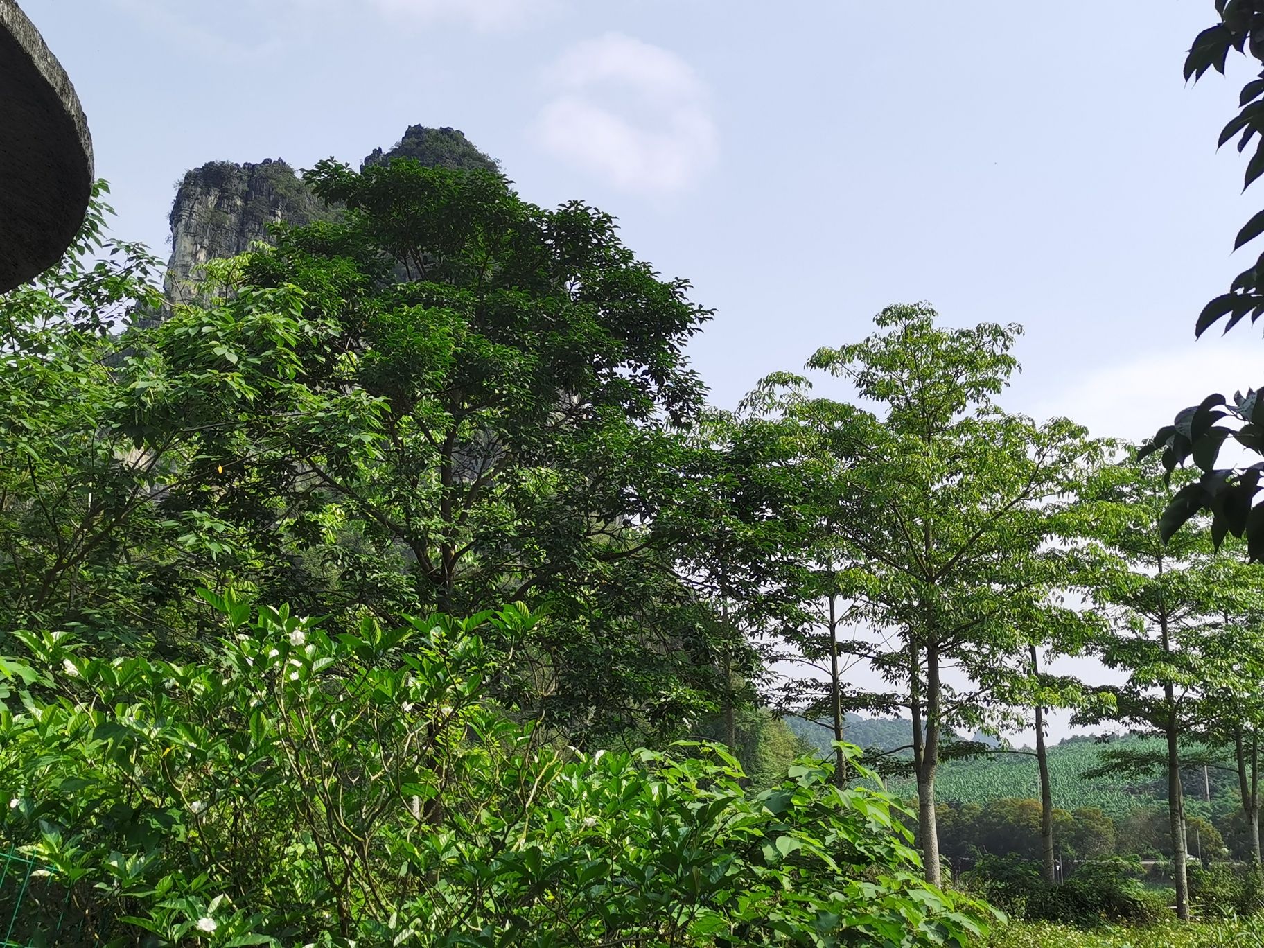 广西白头叶猴生态旅游区旅行图片 1