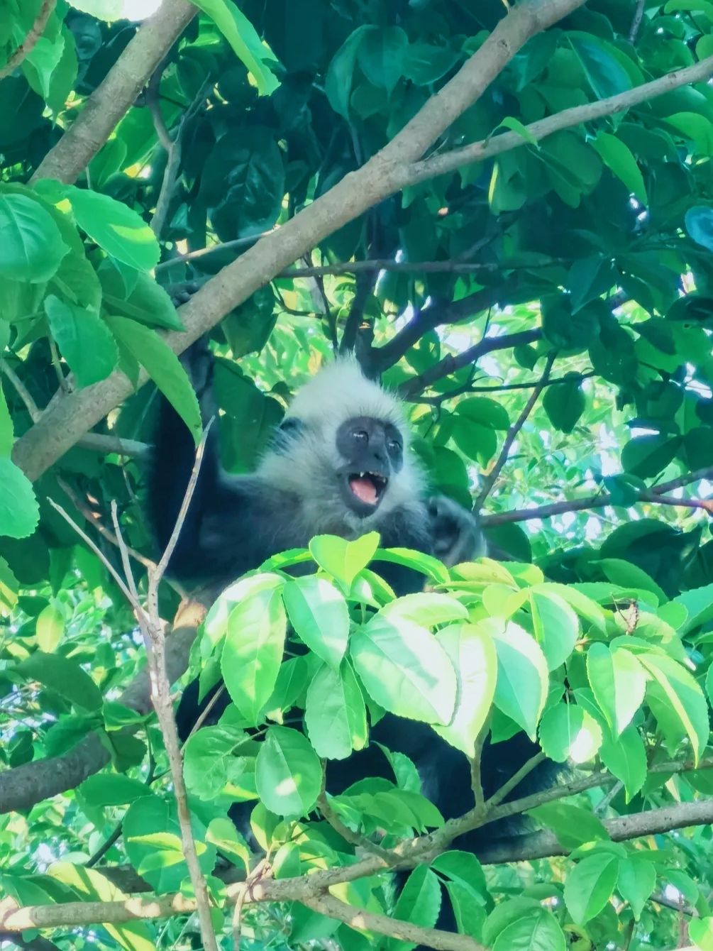 广西白头叶猴生态旅游区旅行图片 2
