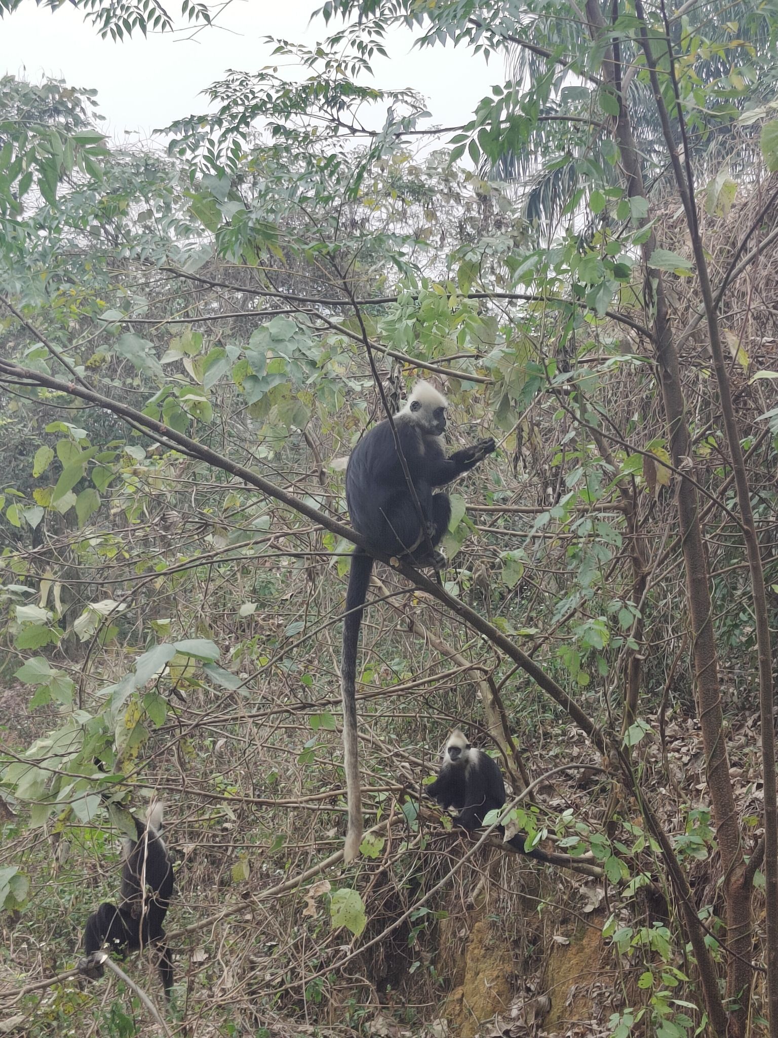 广西白头叶猴生态旅游区旅行图片 2