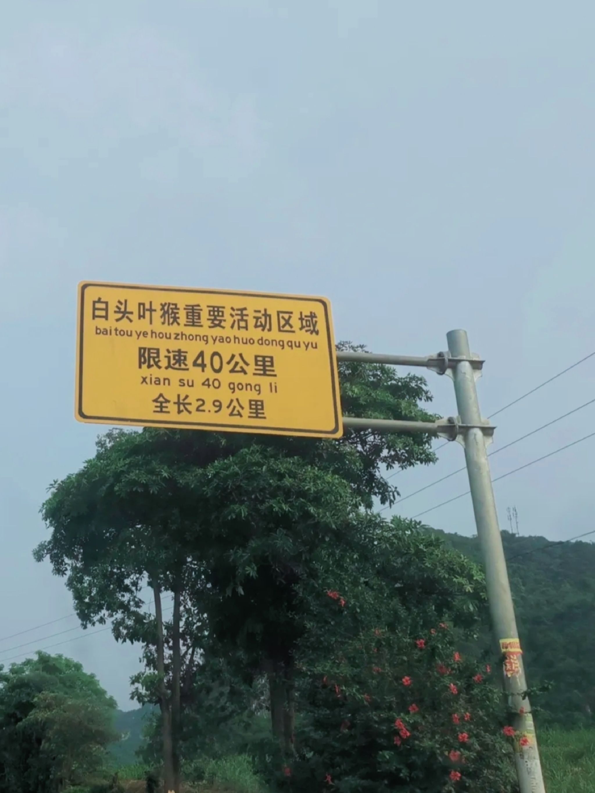 广西白头叶猴生态旅游区旅行图片 1