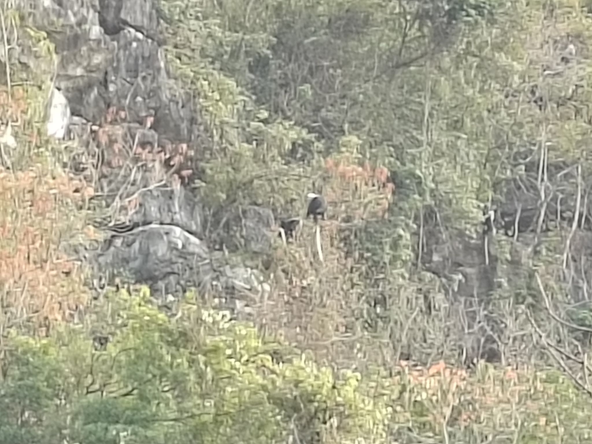 广西白头叶猴生态旅游区旅行图片 1