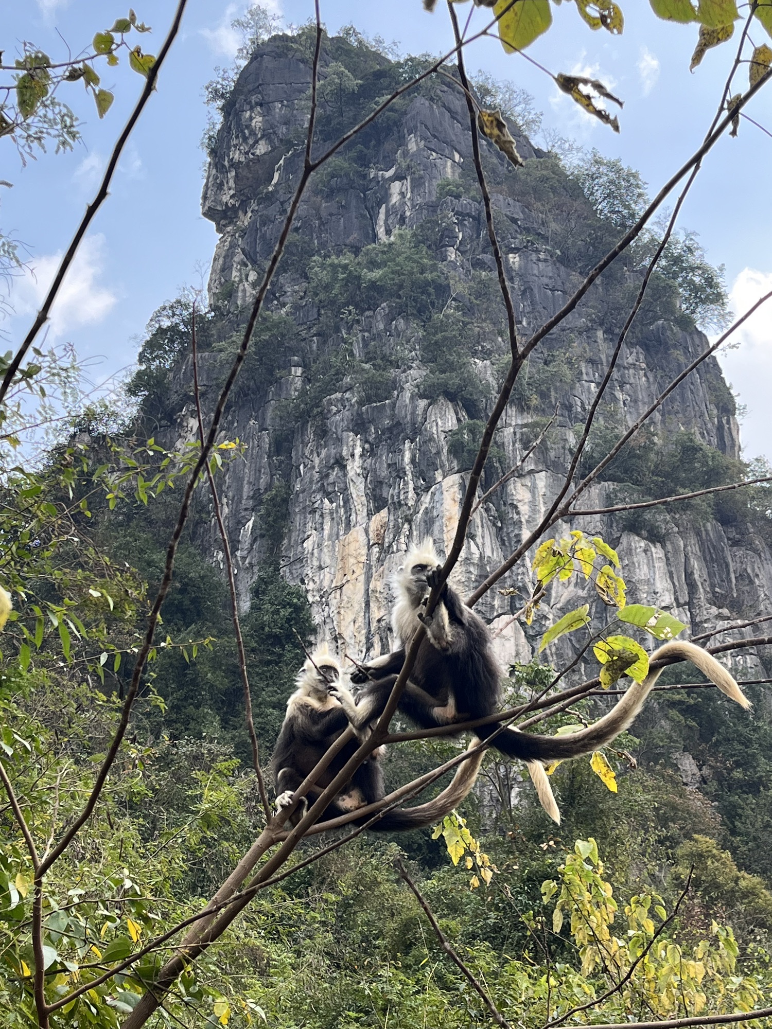 广西白头叶猴生态旅游区旅行图片 2