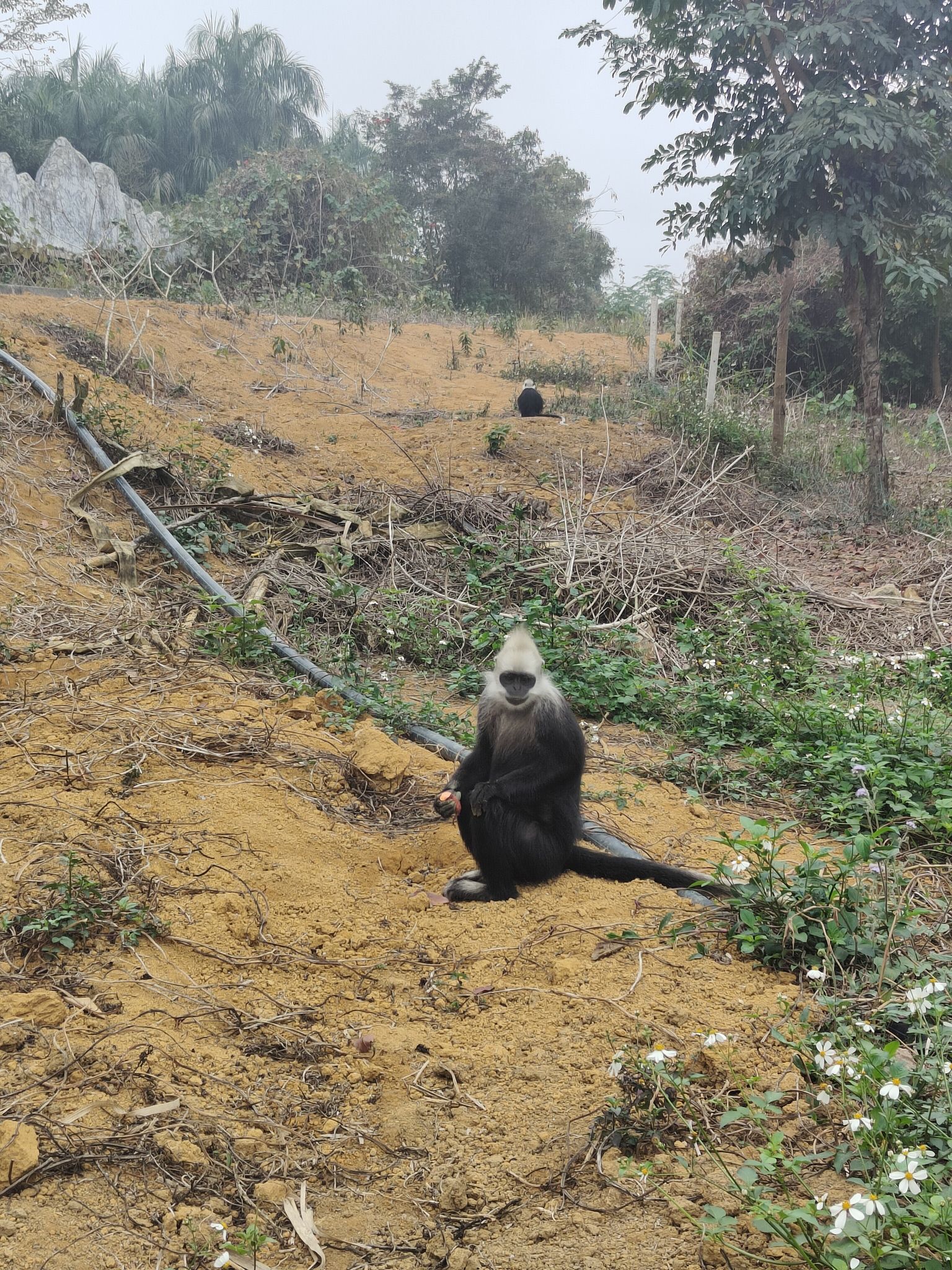 广西白头叶猴生态旅游区旅行图片 1