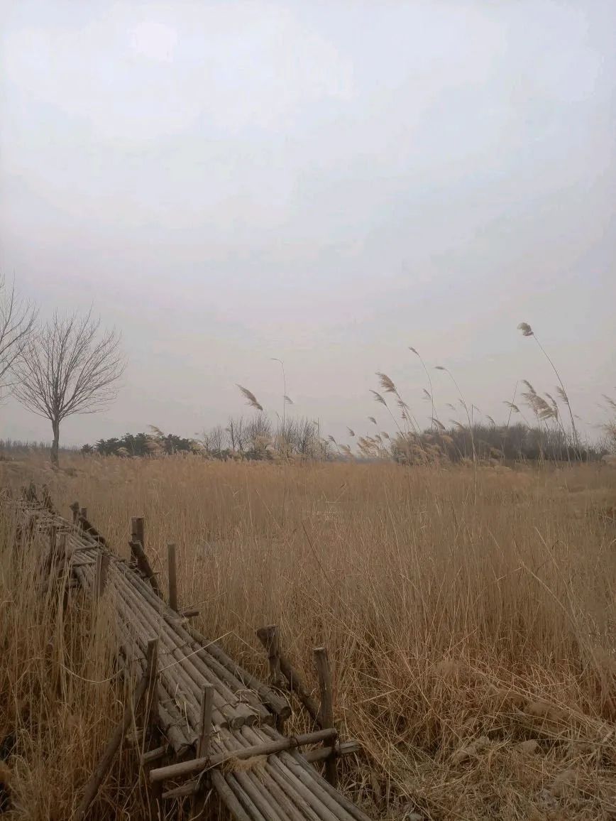黄河水乡国家湿地公园旅行图片 3