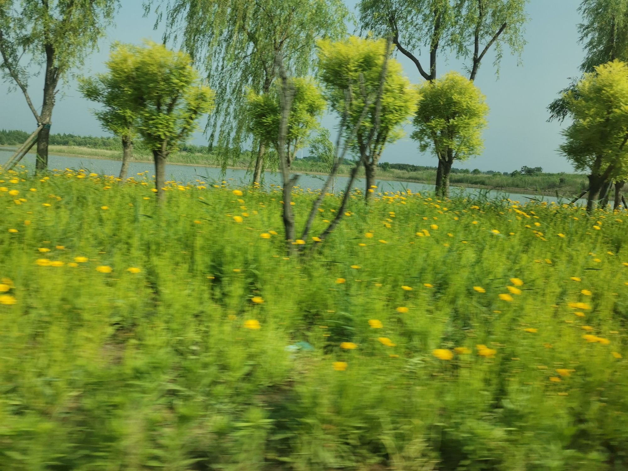 黄河水乡国家湿地公园旅行图片 1