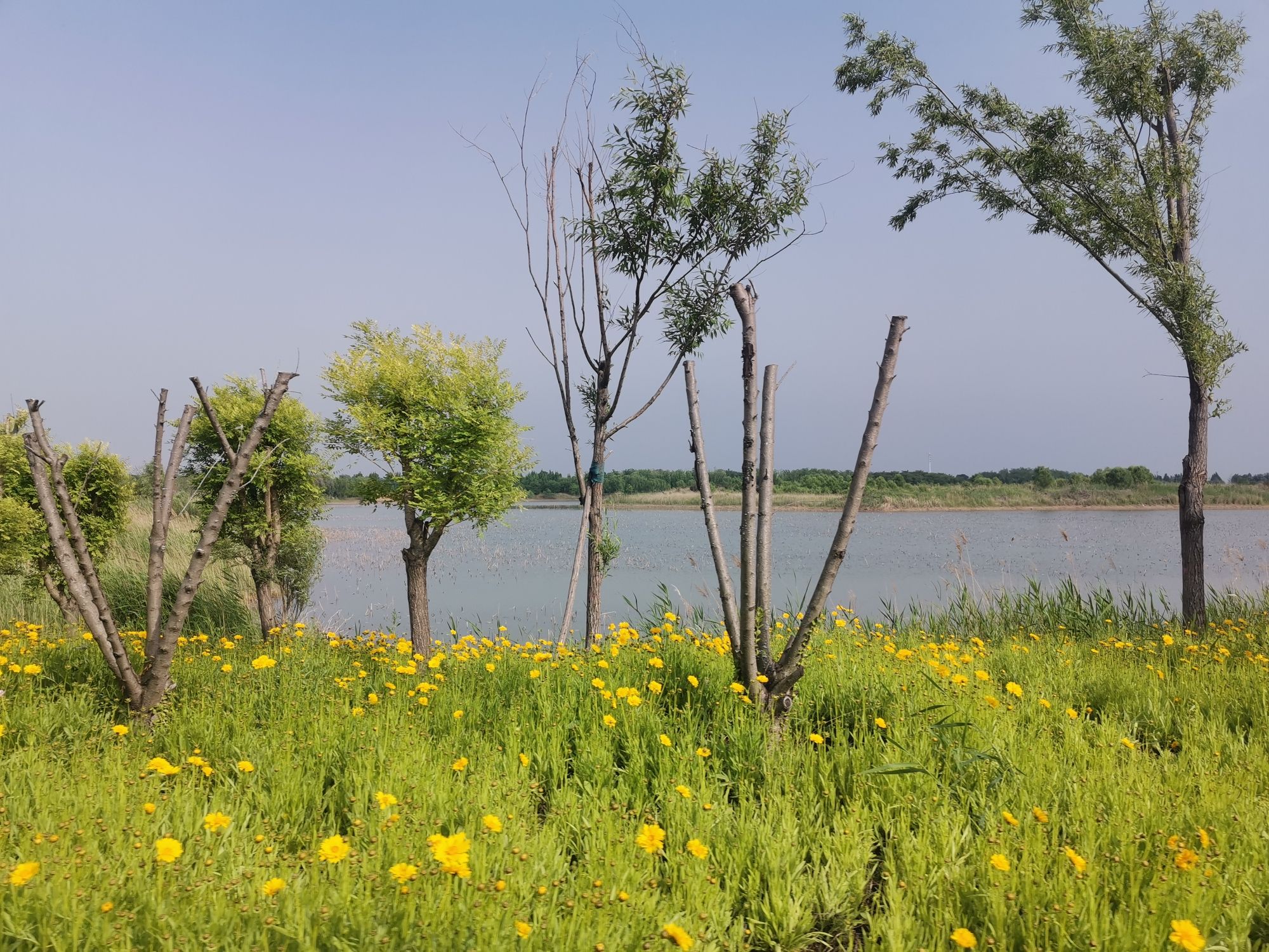 黄河水乡国家湿地公园旅行图片 2