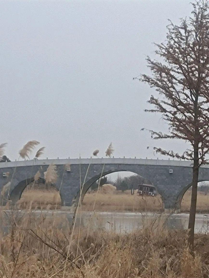 黄河水乡国家湿地公园旅行图片 2