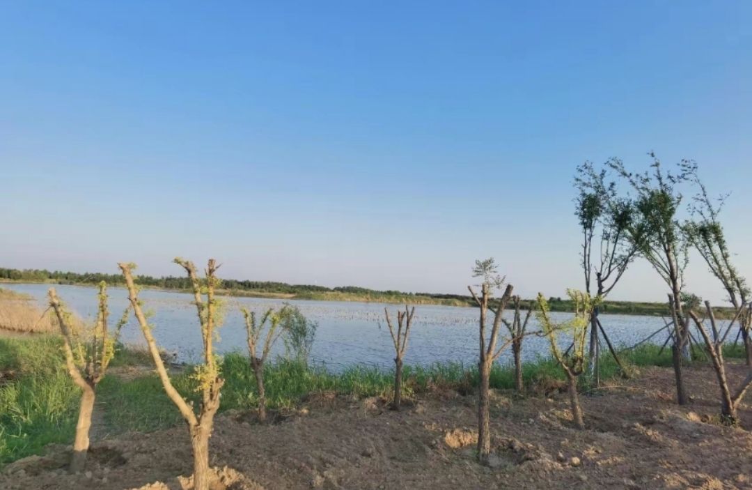 黄河水乡国家湿地公园旅行图片 2