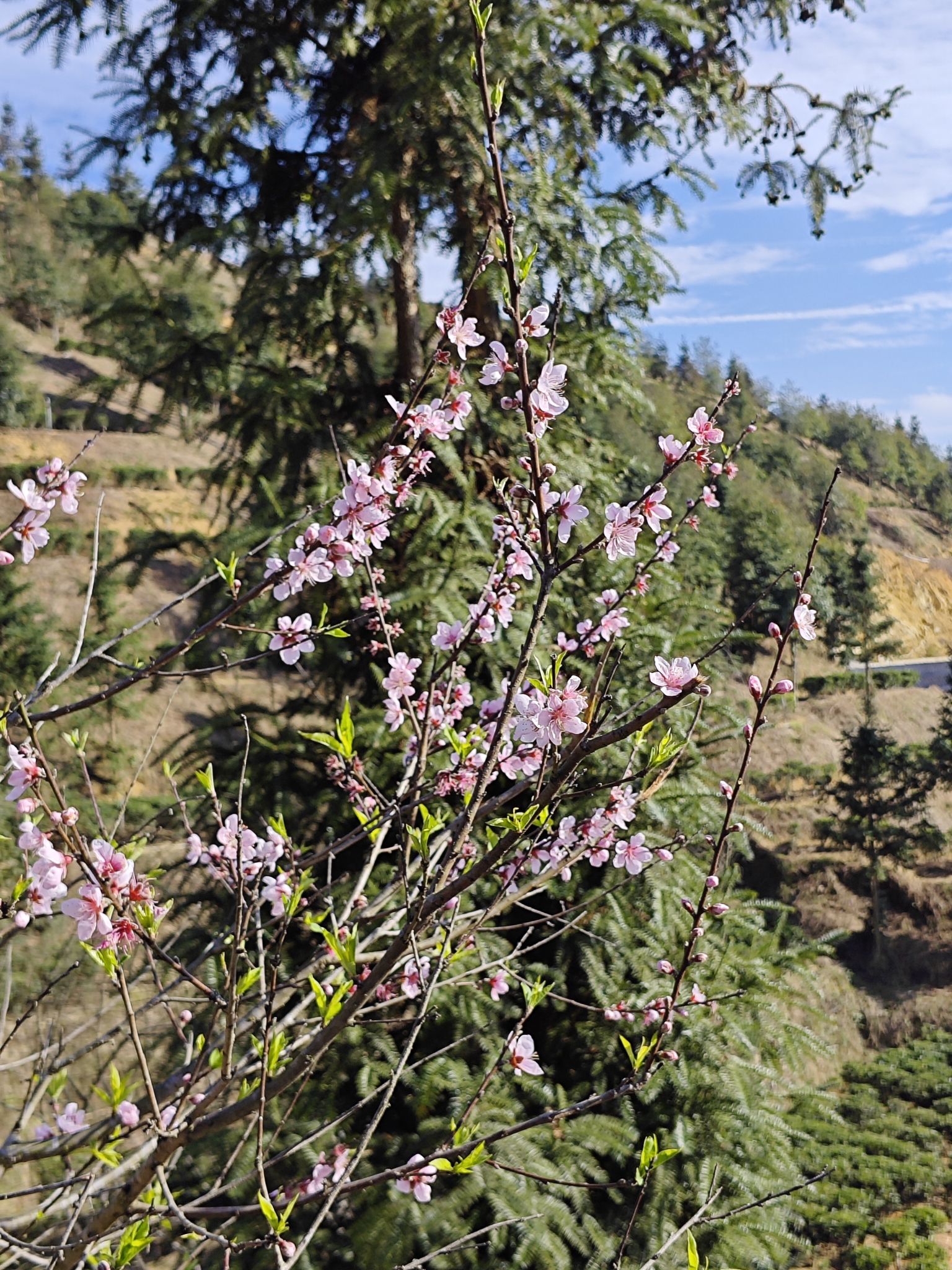 恩仔岽三溪茶园名胜风景区旅行图片 3