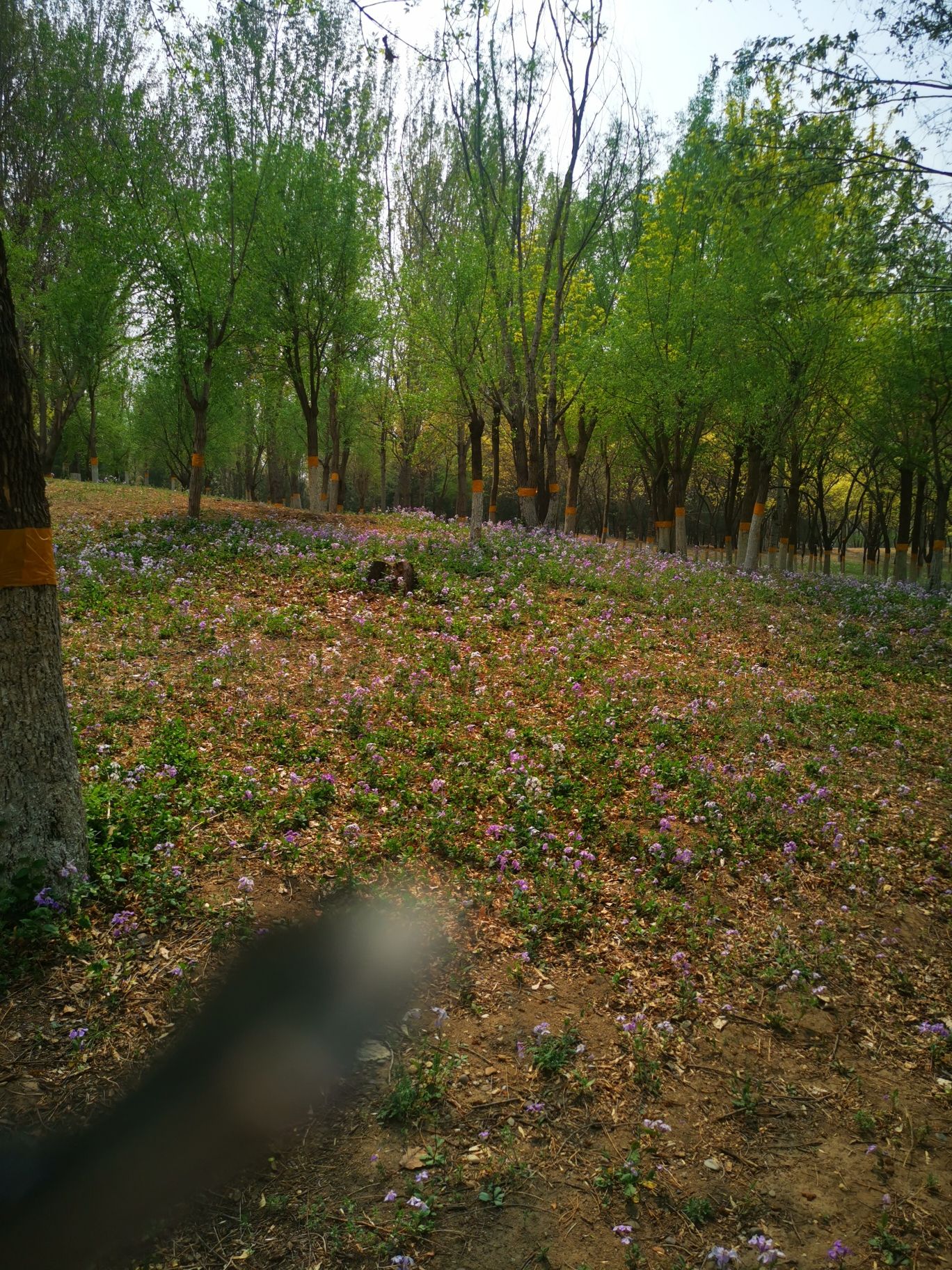 奥北森林公园旅行图片 3