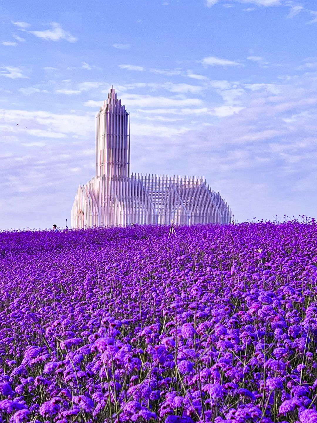 薰衣草庄园旅行图片 1