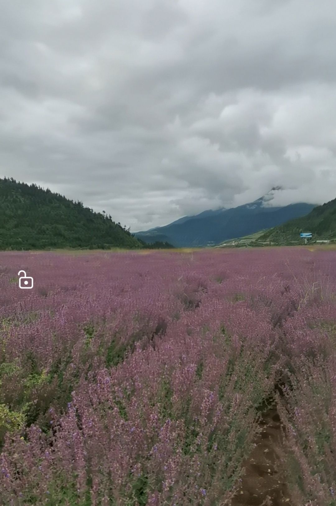 薰衣草庄园旅行图片 2