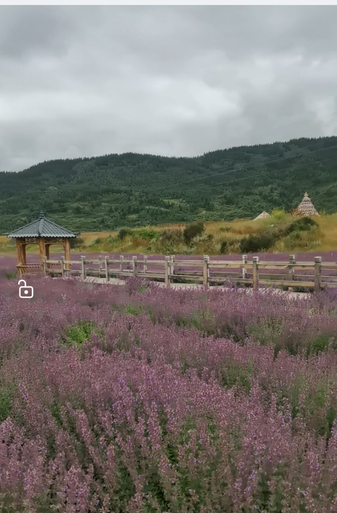 薰衣草庄园旅行图片 1