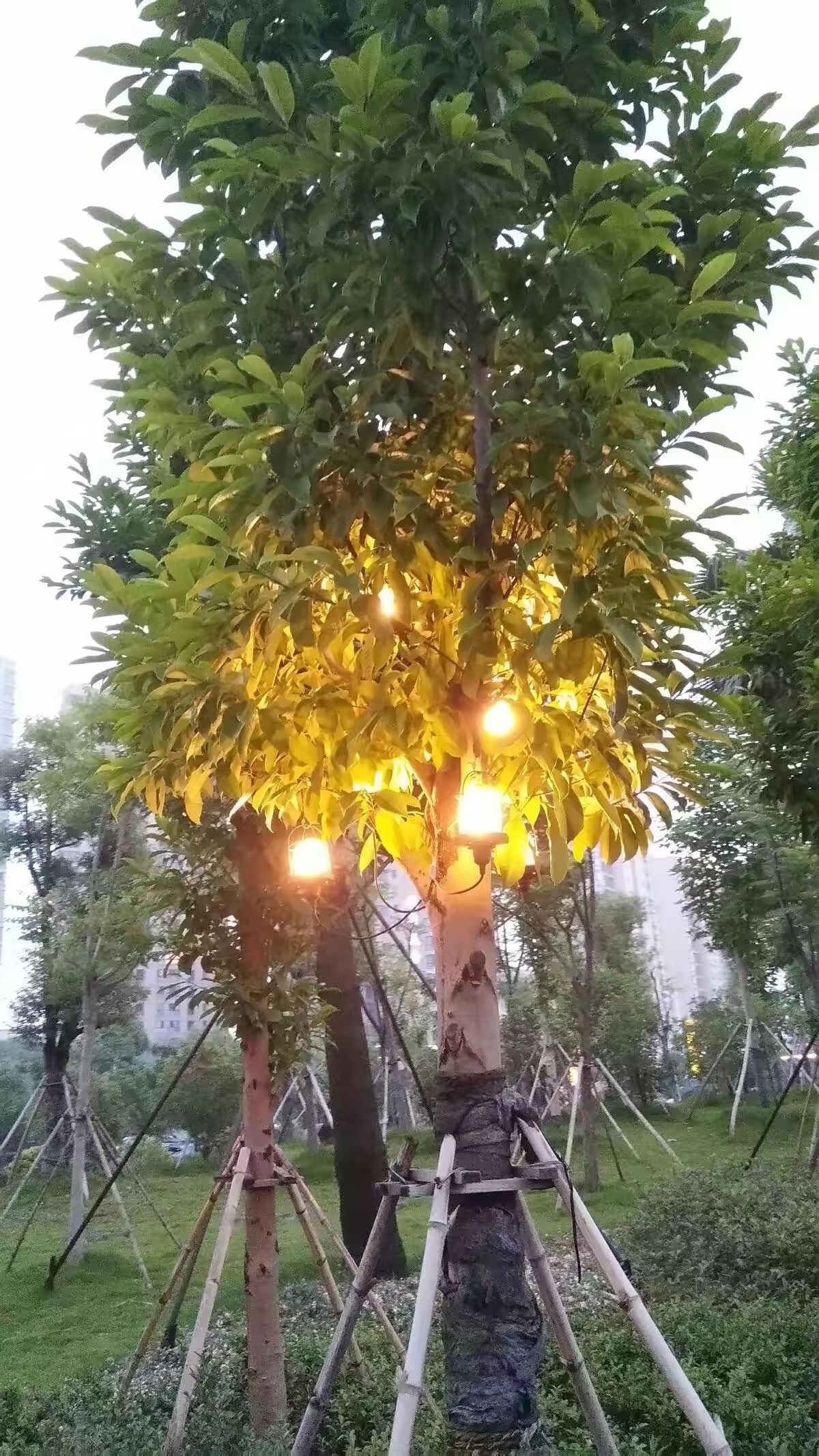 胜利公园旅行图片 1