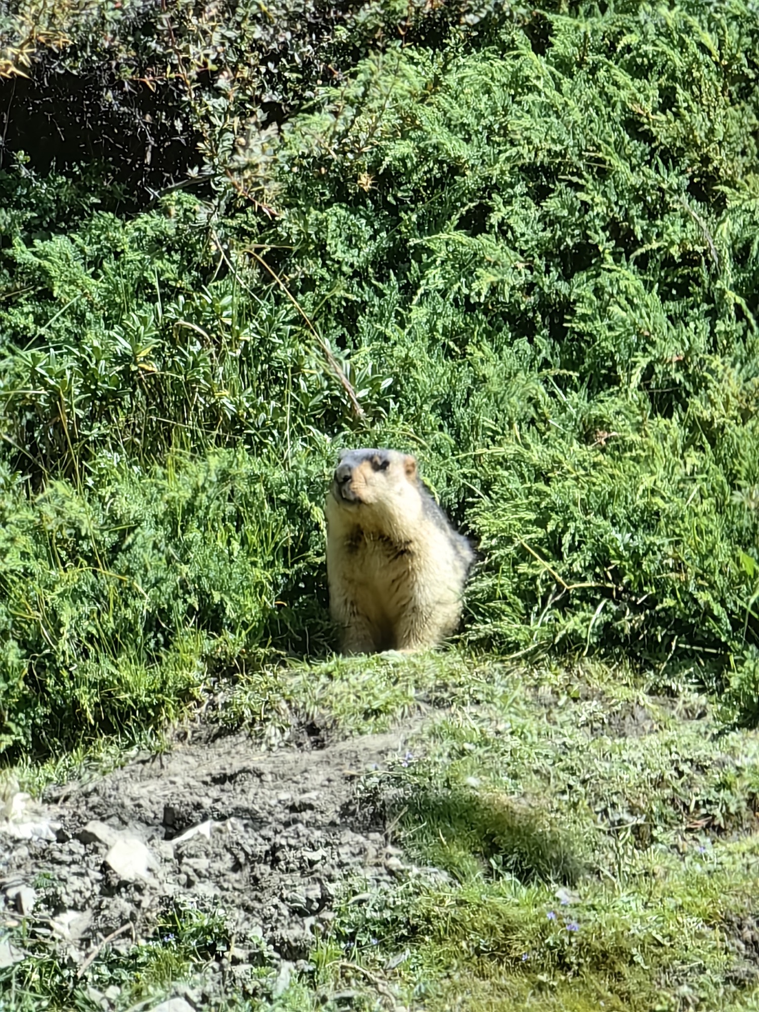 康定木雅圣地景区旅行图片 3