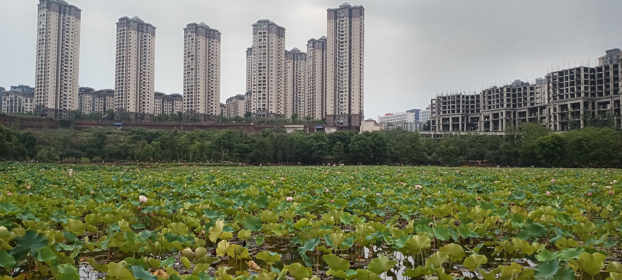 城西湿地公园旅行图片 3