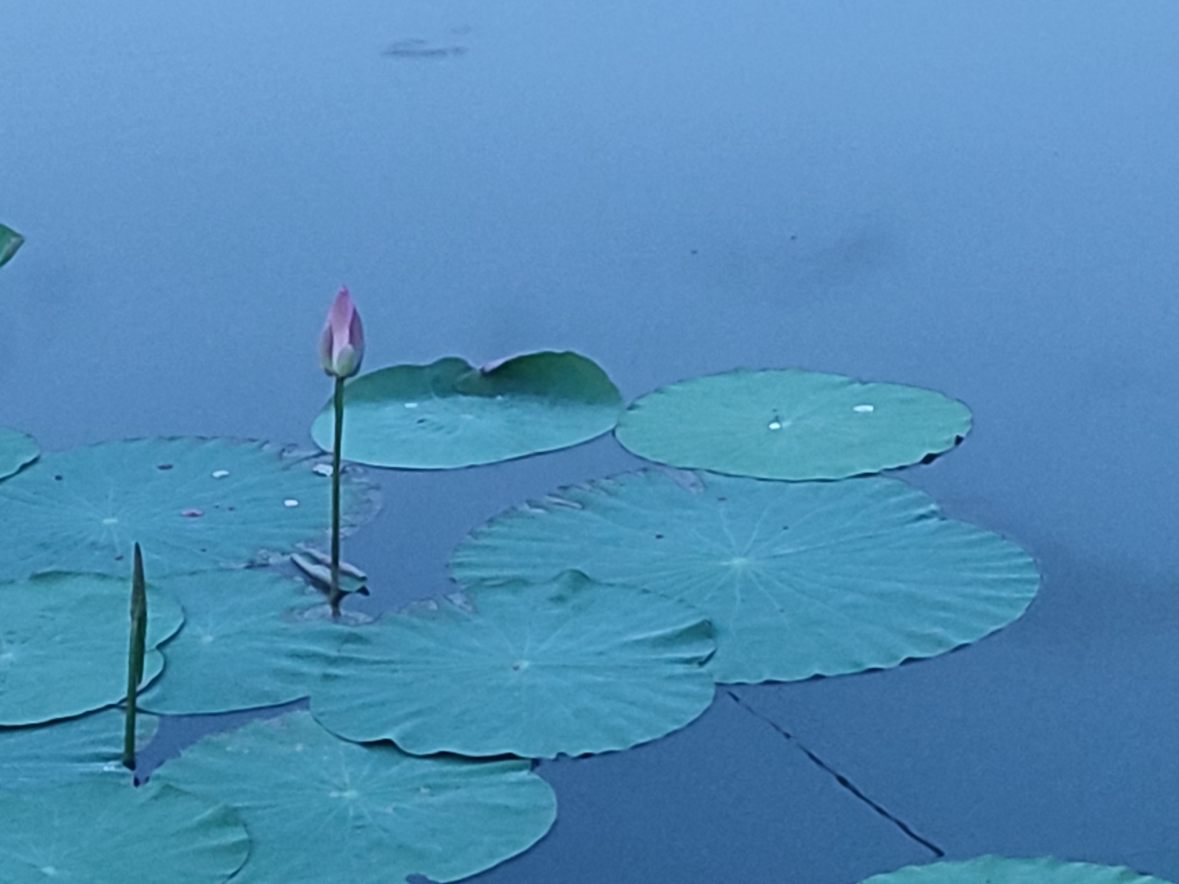 城西湿地公园旅行图片 2