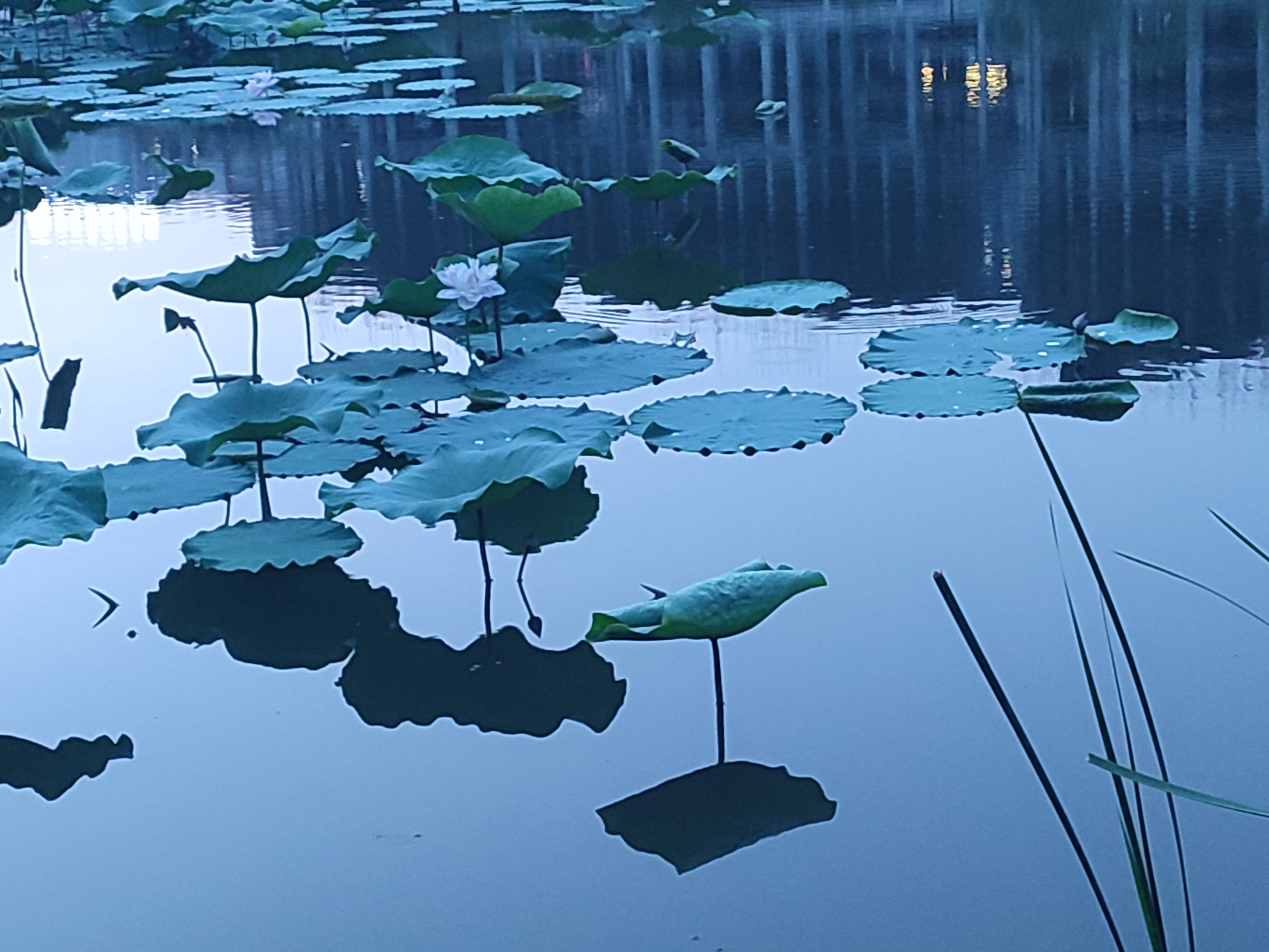 城西湿地公园旅行图片 3