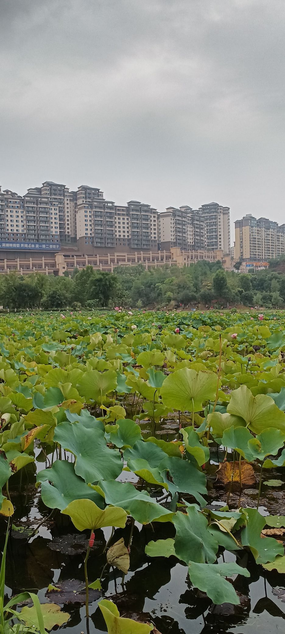 城西湿地公园旅行图片 1