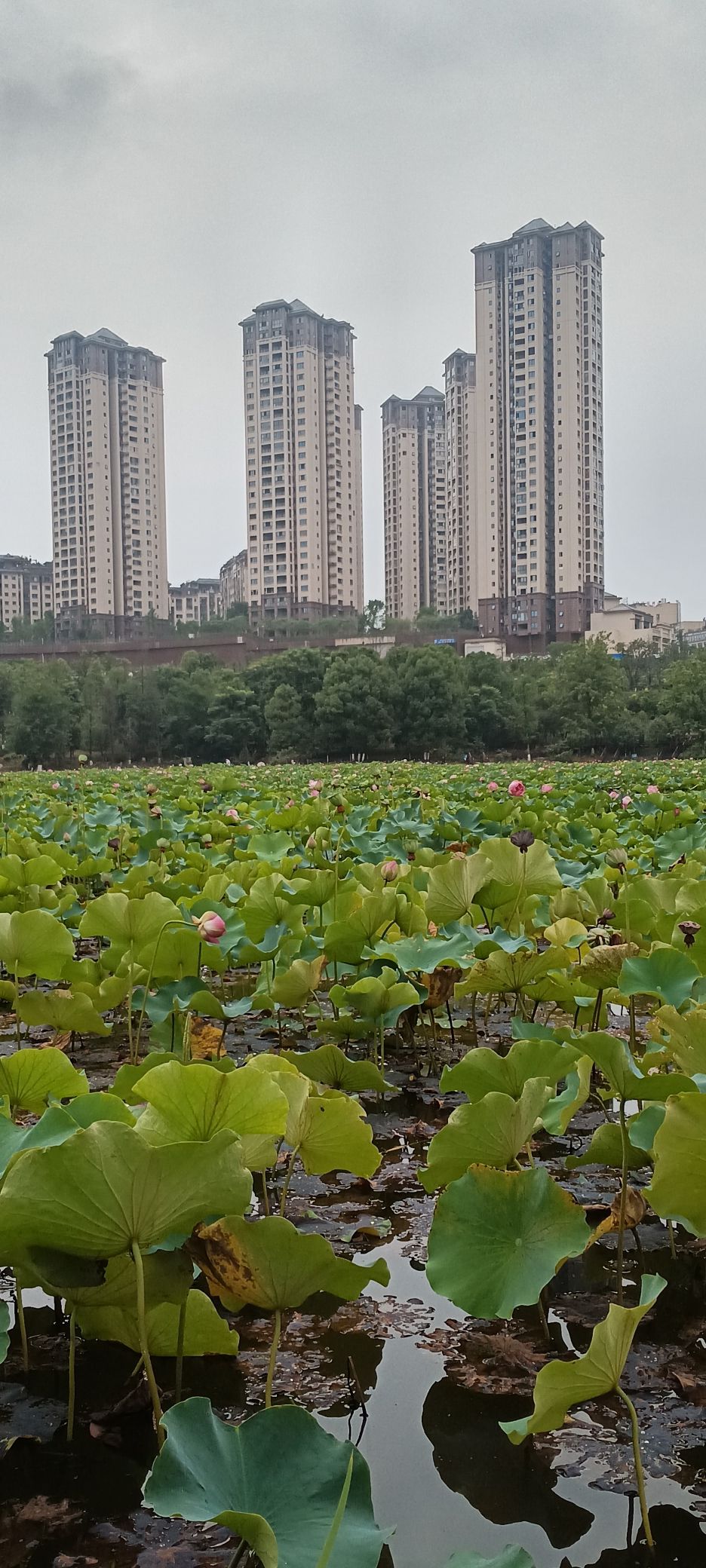 城西湿地公园旅行图片 2