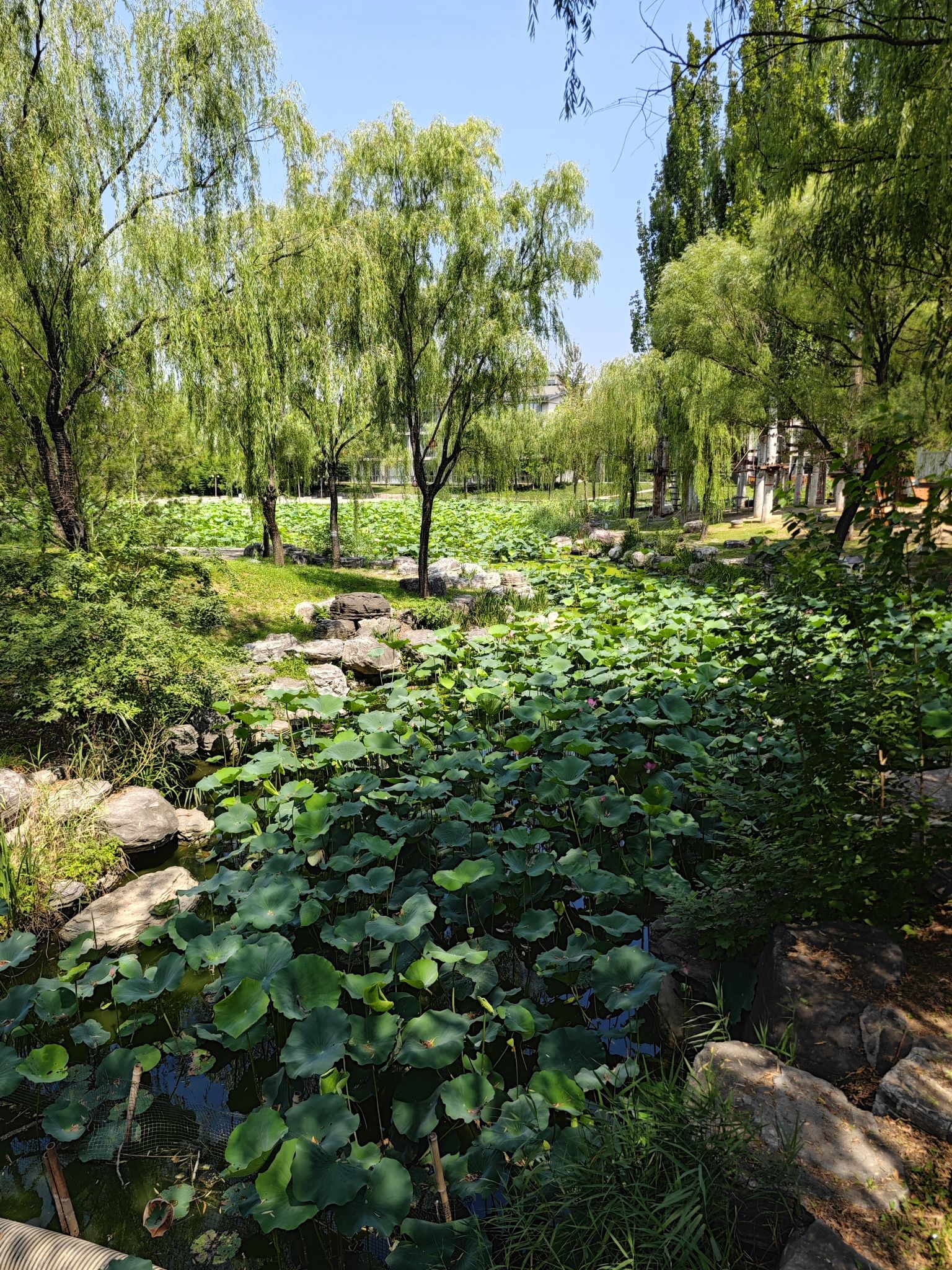 稻香湖公园旅行图片 2