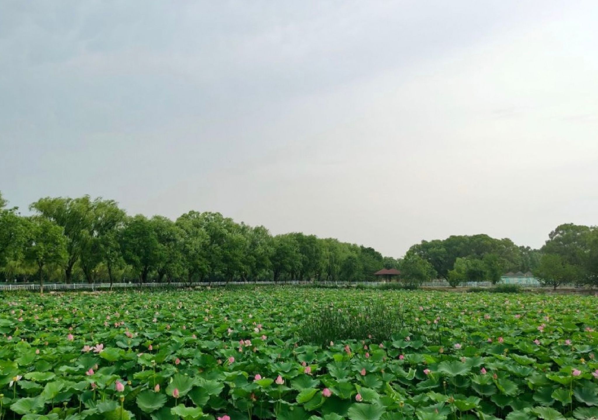 稻香湖公园旅行图片 1