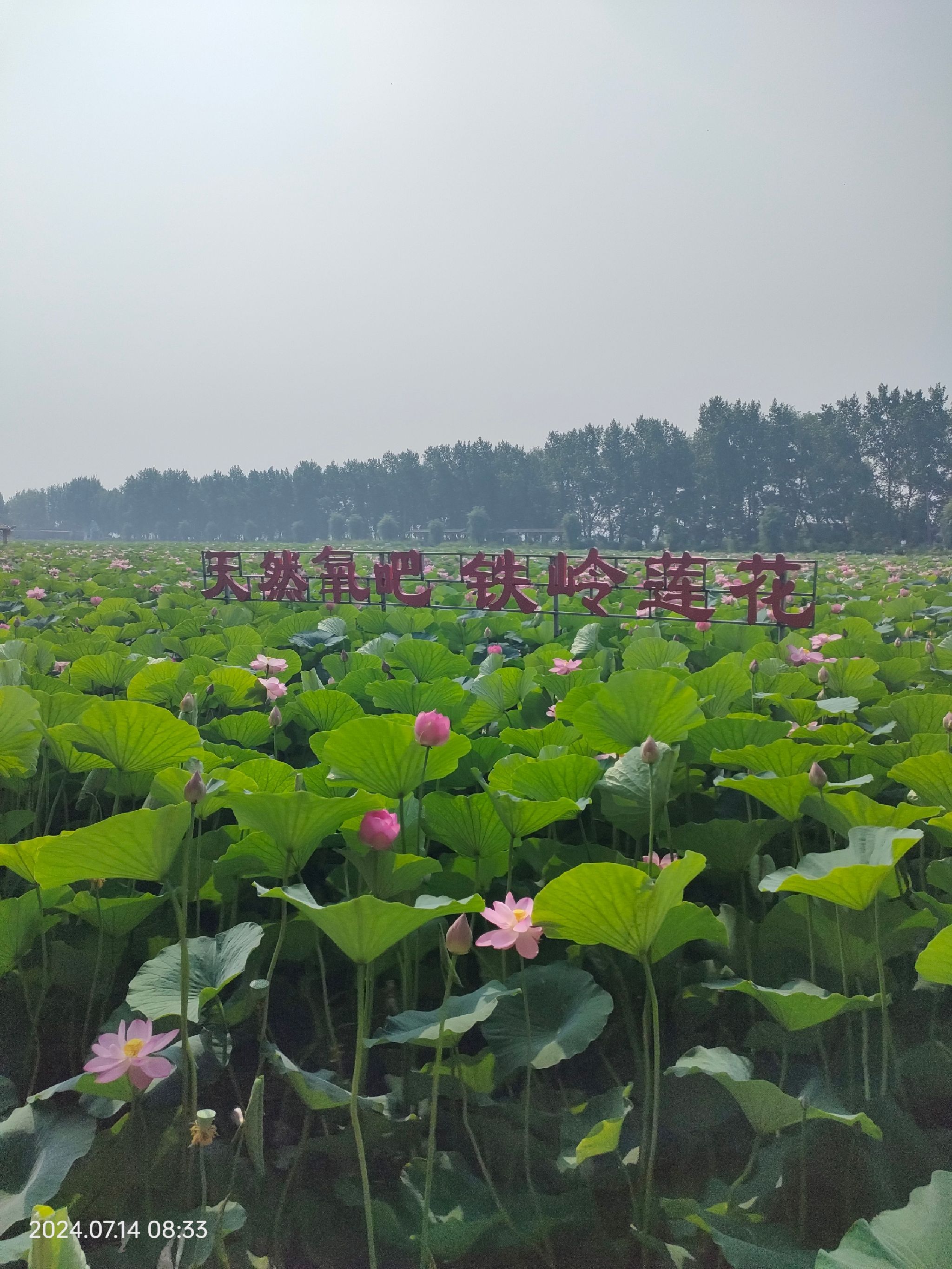 荷花莲园旅行图片 1