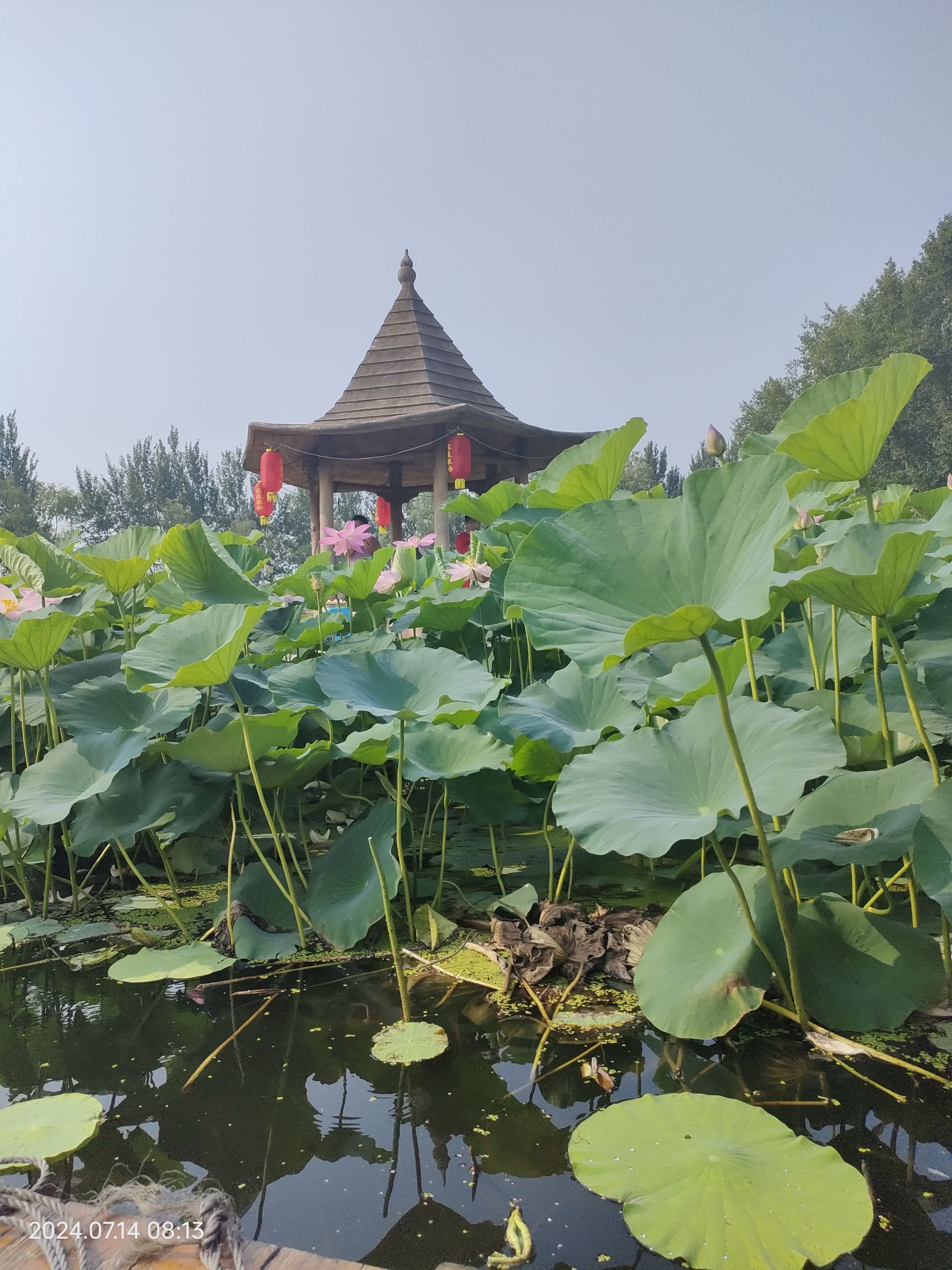 荷花莲园旅行图片 3