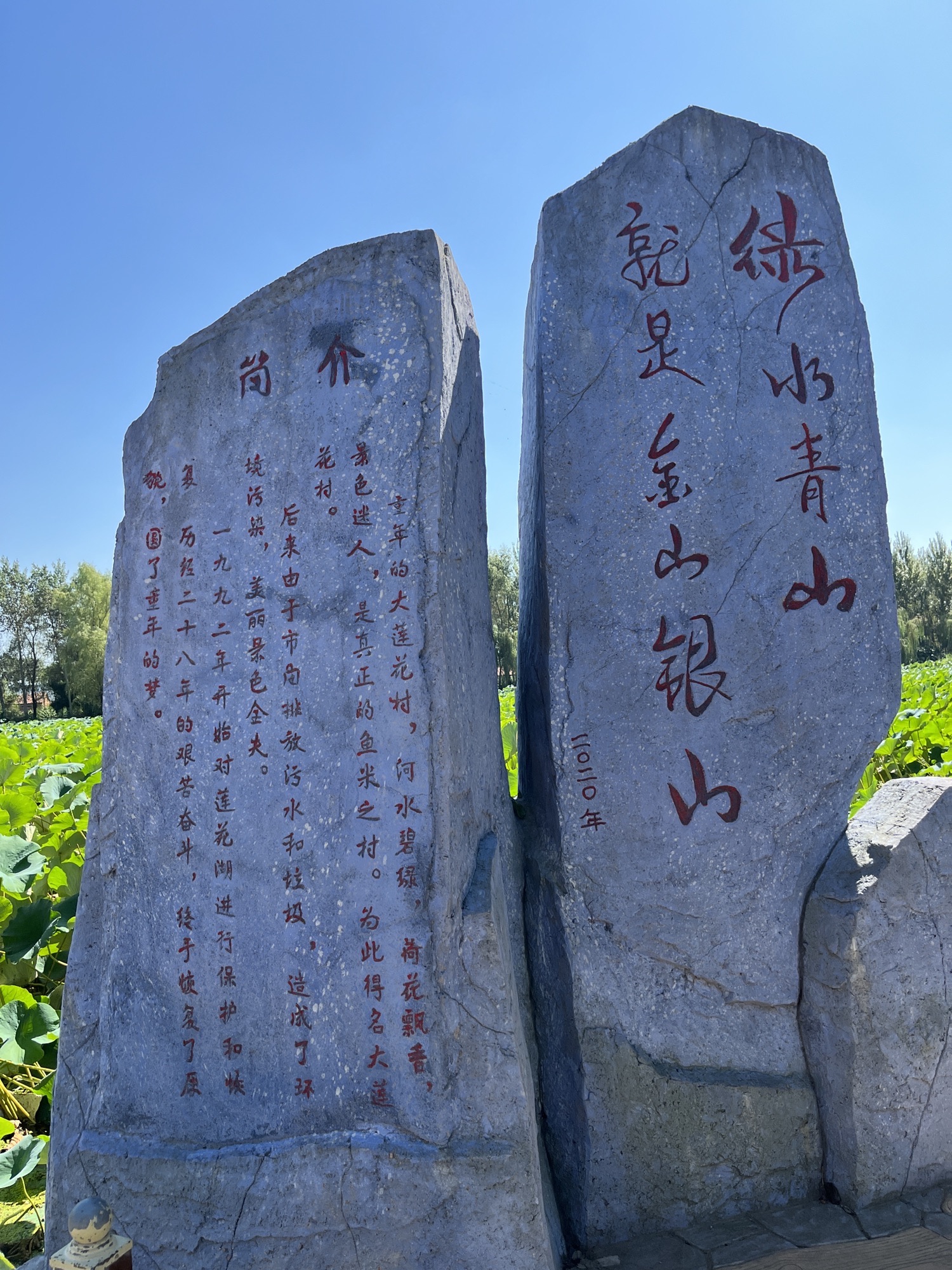 荷花莲园旅行图片 3