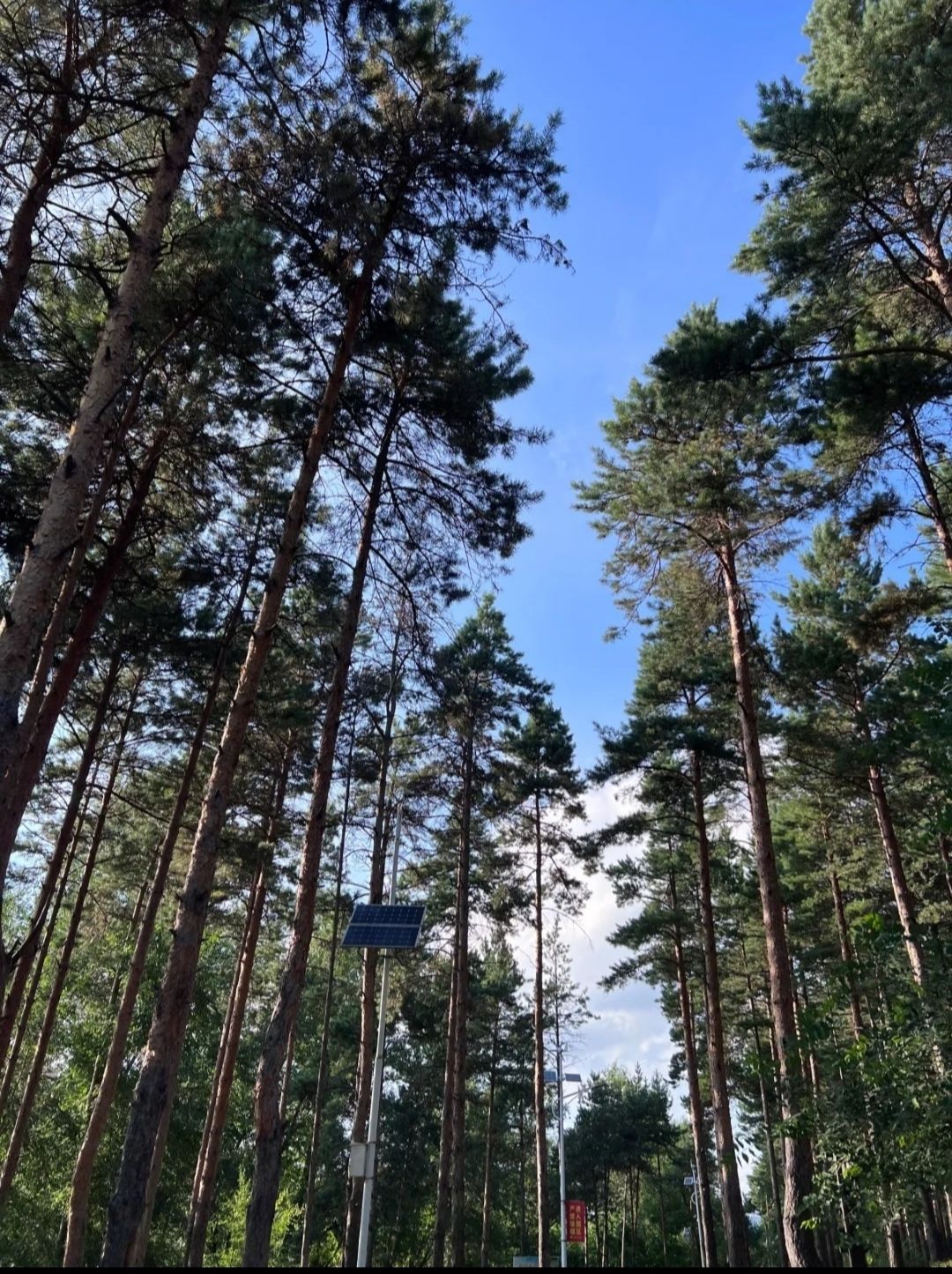 鸡西城市森林公园旅行图片 3