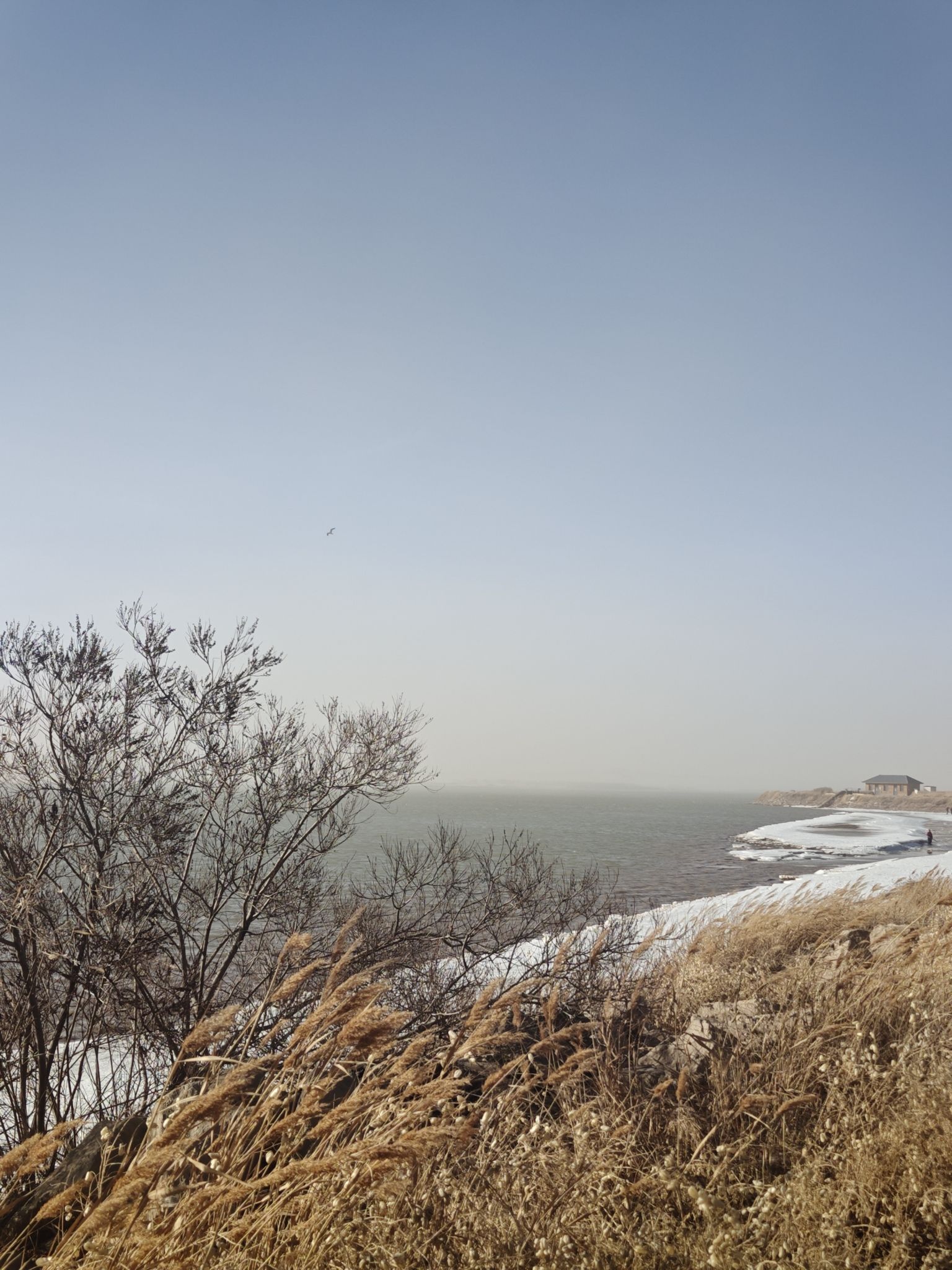 乌海市龙游湾湿地公园旅行图片 2