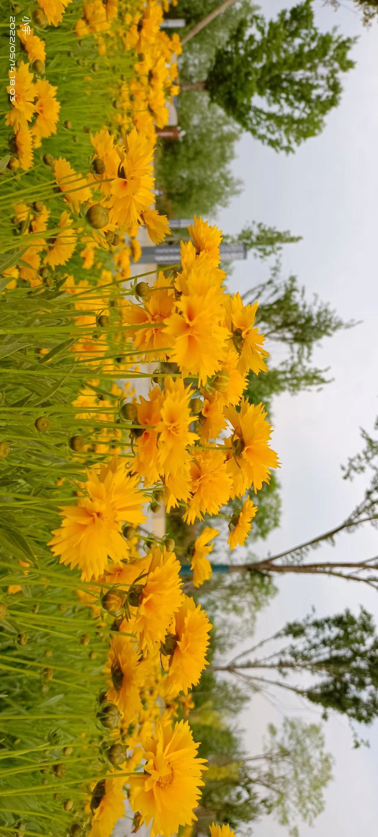 太平国家湿地公园旅行图片 3