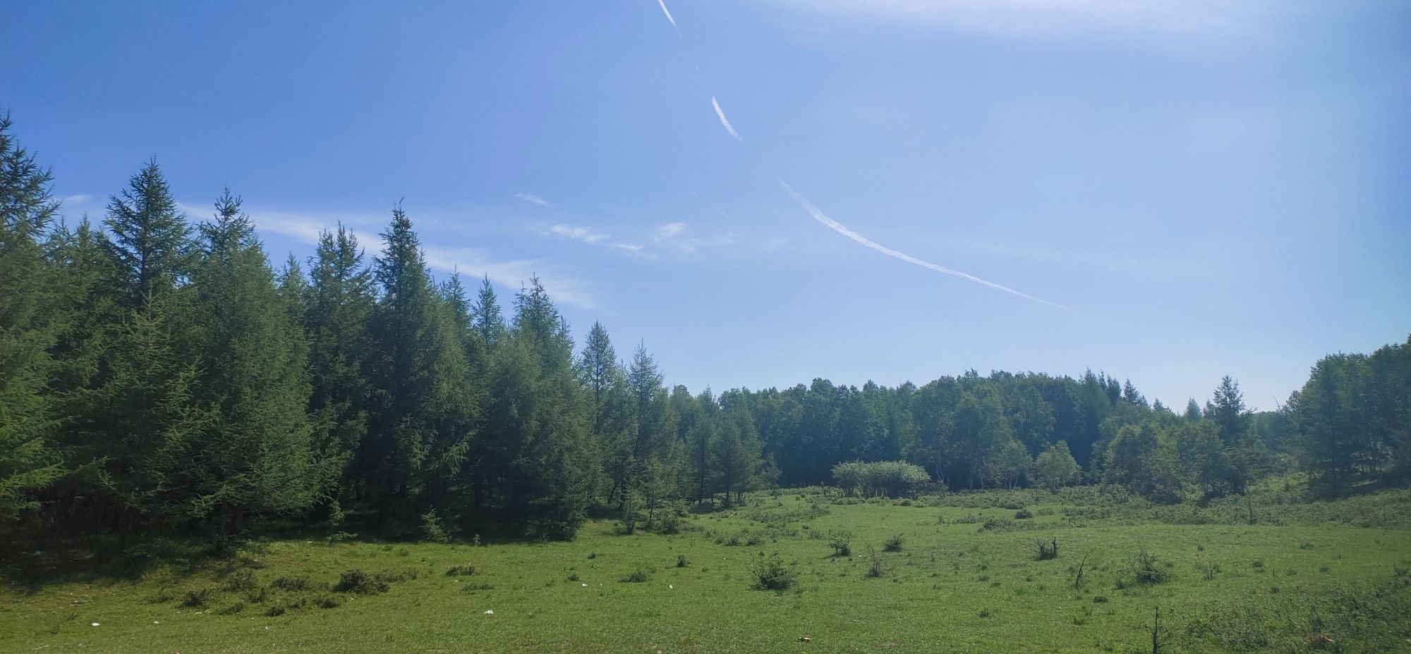 白桦林自然风景区旅行图片 2