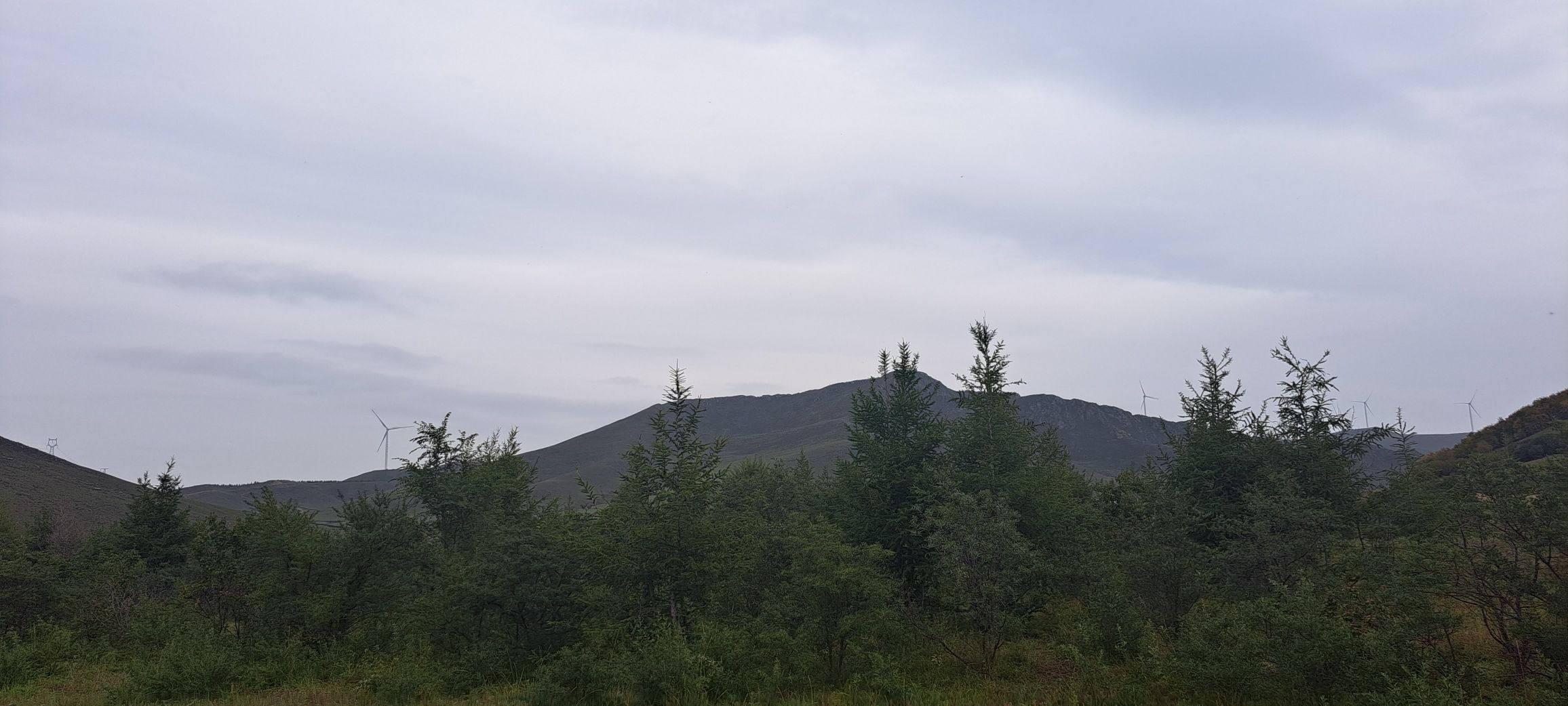 白桦林自然风景区旅行图片 3