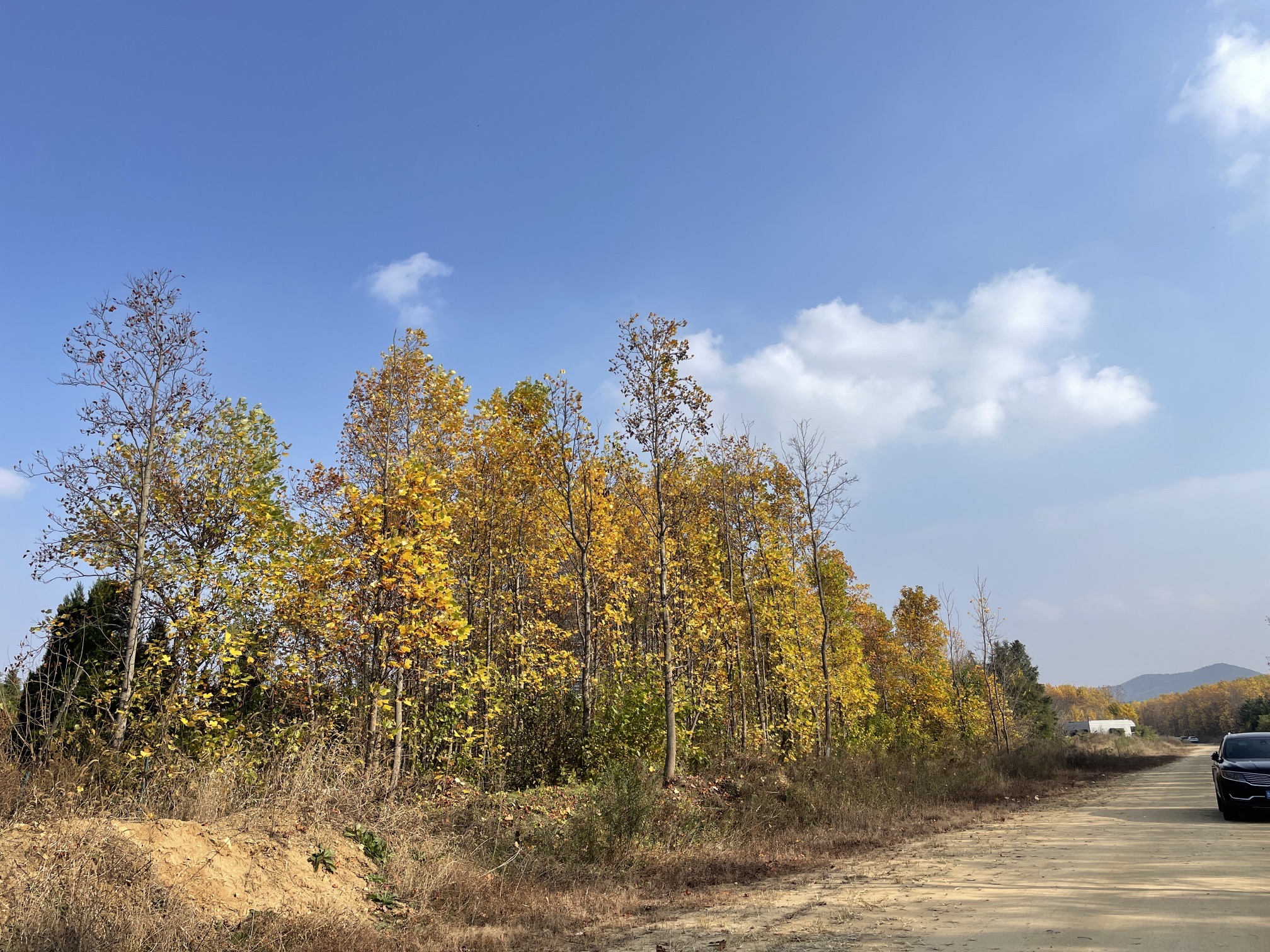 羊亭河湿地公园旅行图片 2