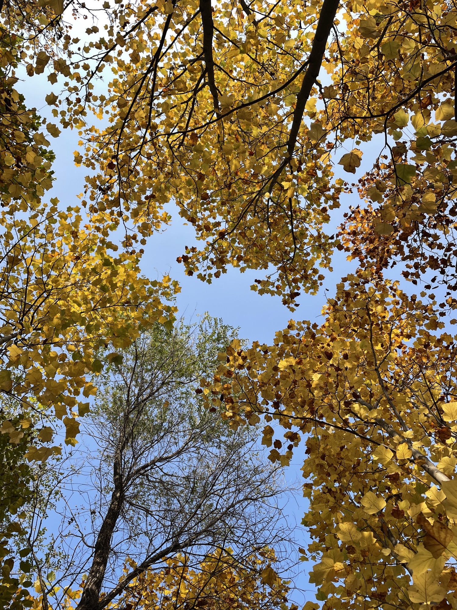 羊亭河湿地公园旅行图片 1