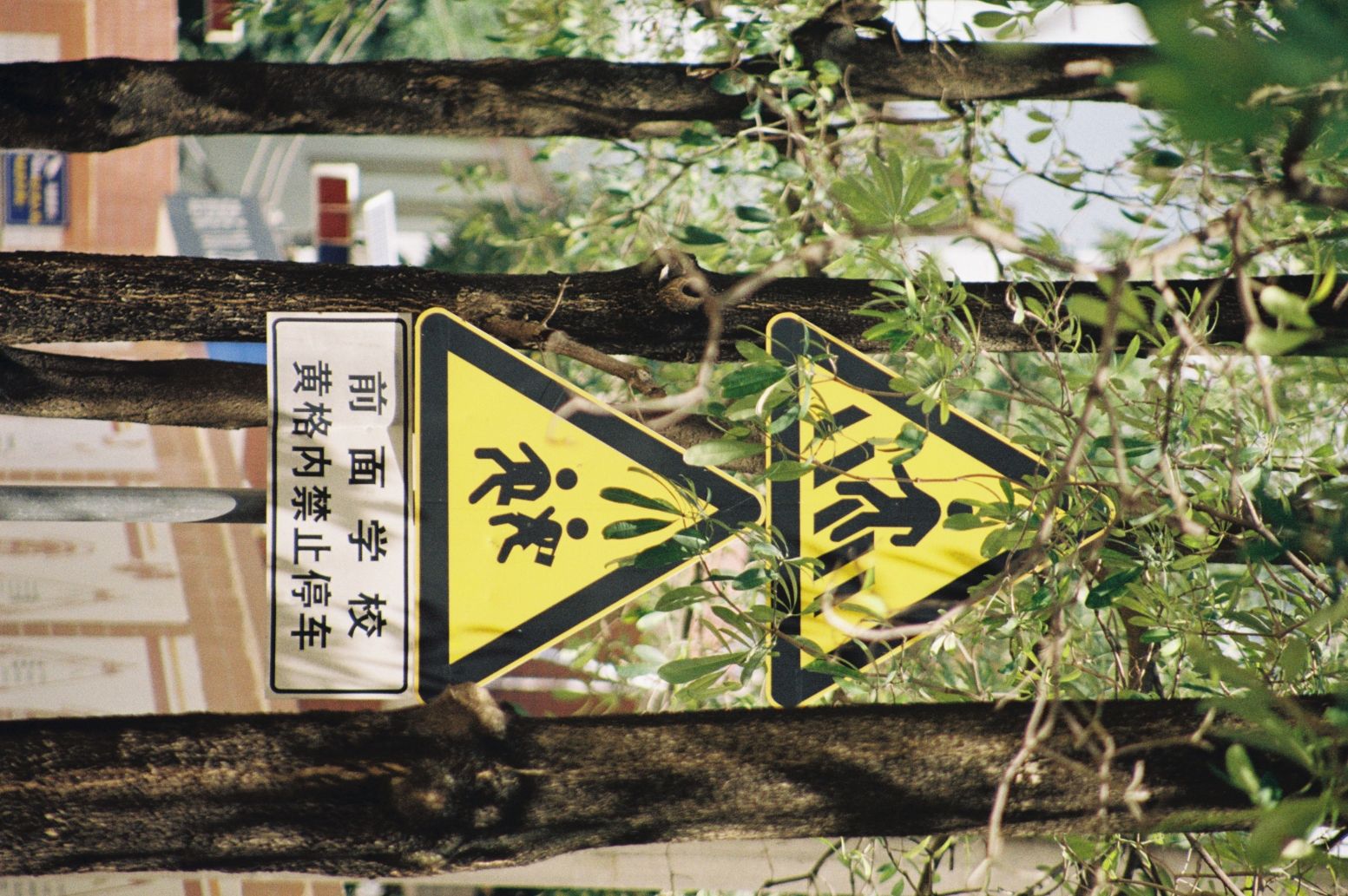 苍江健身广场旅行图片 3