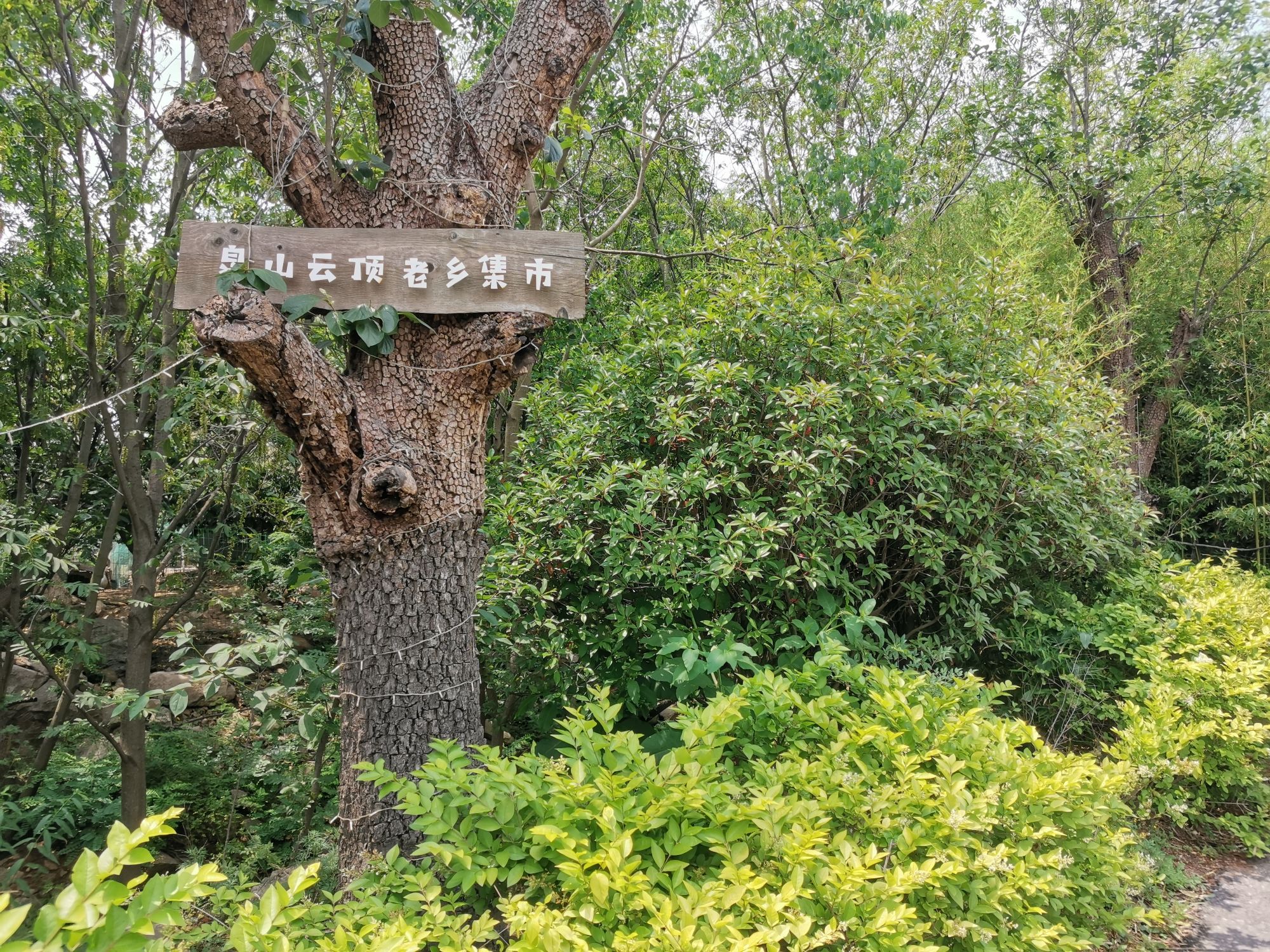 泉山云顶风景区旅行图片 3
