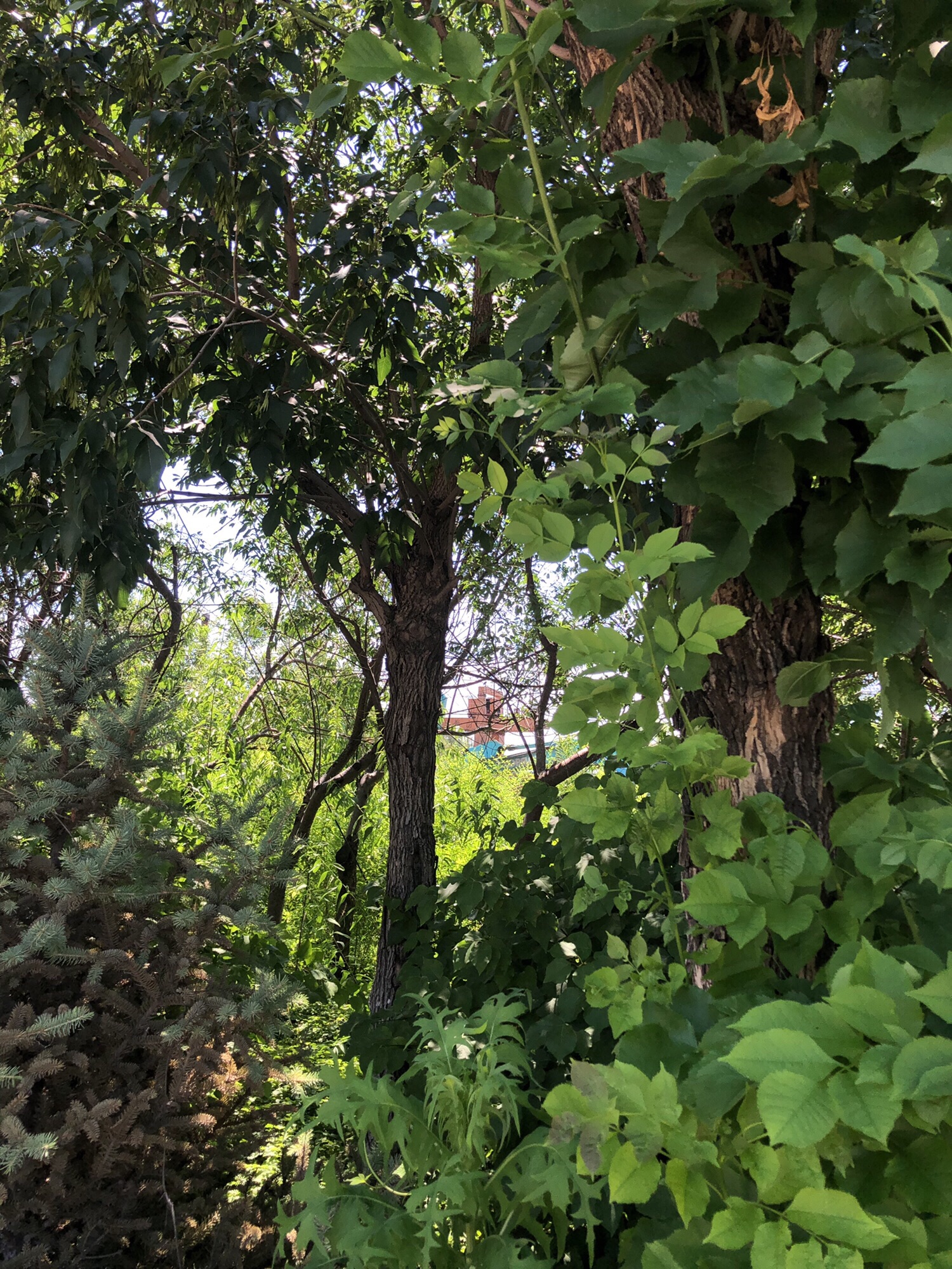 阜新市中西部煤矿区公园