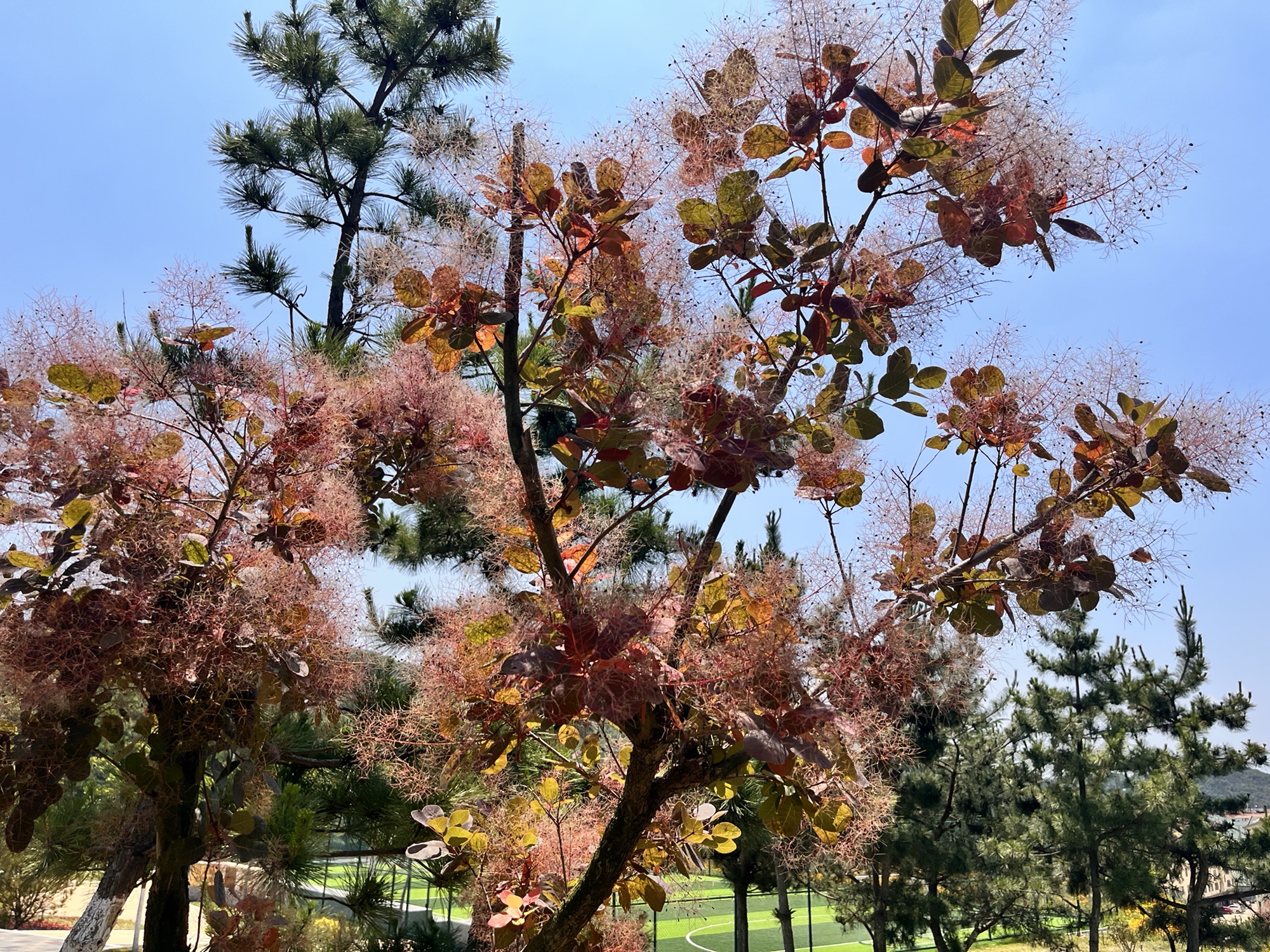 秀山公园旅行图片 1