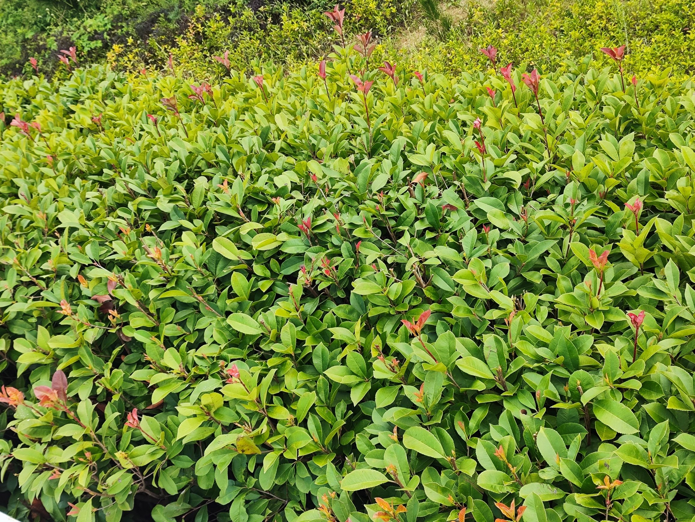 秀山公园旅行图片 3