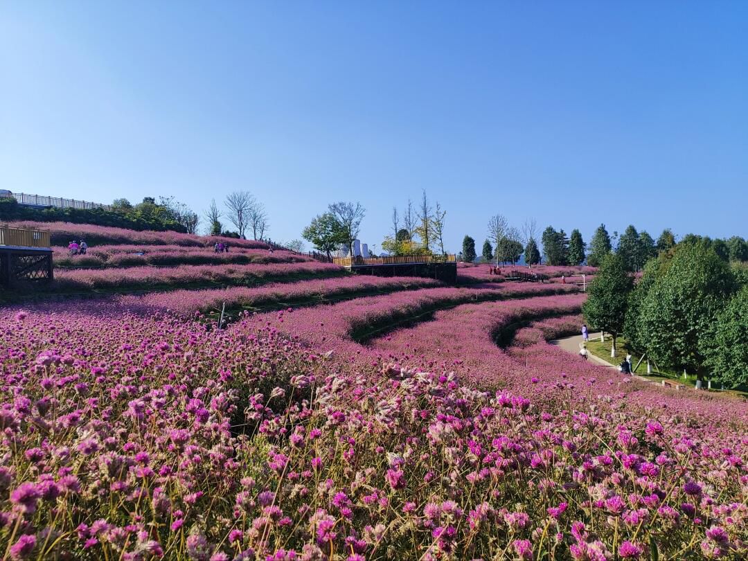 花画小镇旅行图片 1