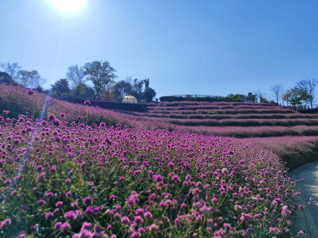 花画小镇旅行图片 2